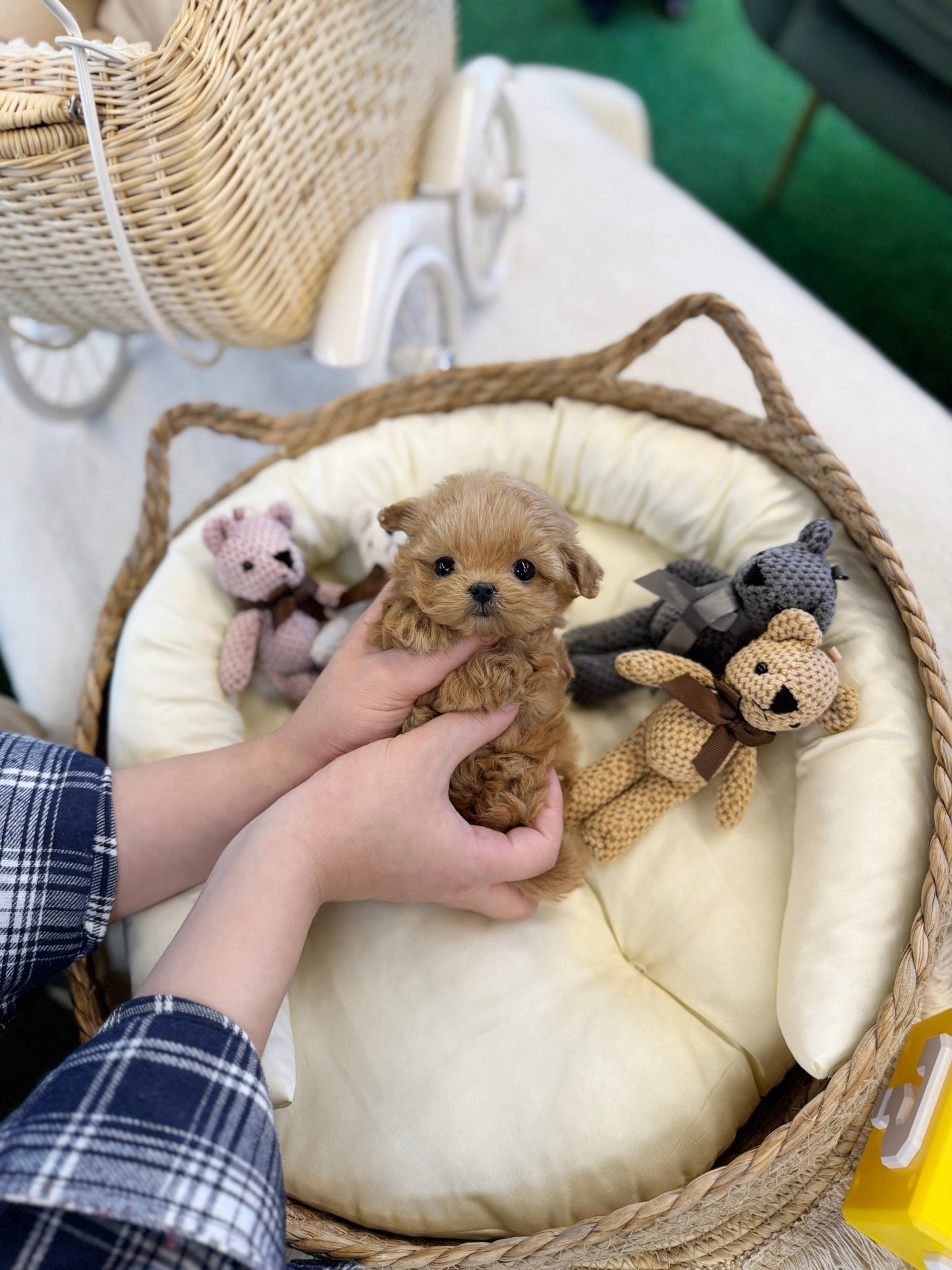 Maltipoo - Muffin(Female) - Beautiful puppy teacup puppy with adorable features available for adoption from Velydog