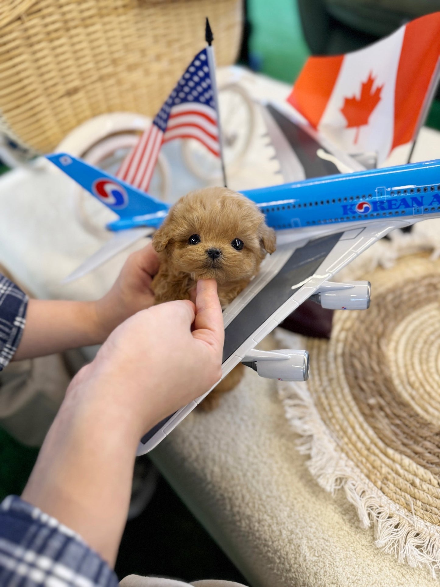 Maltipoo - Muffin(Female) - Beautiful puppy teacup puppy with adorable features available for adoption from Velydog