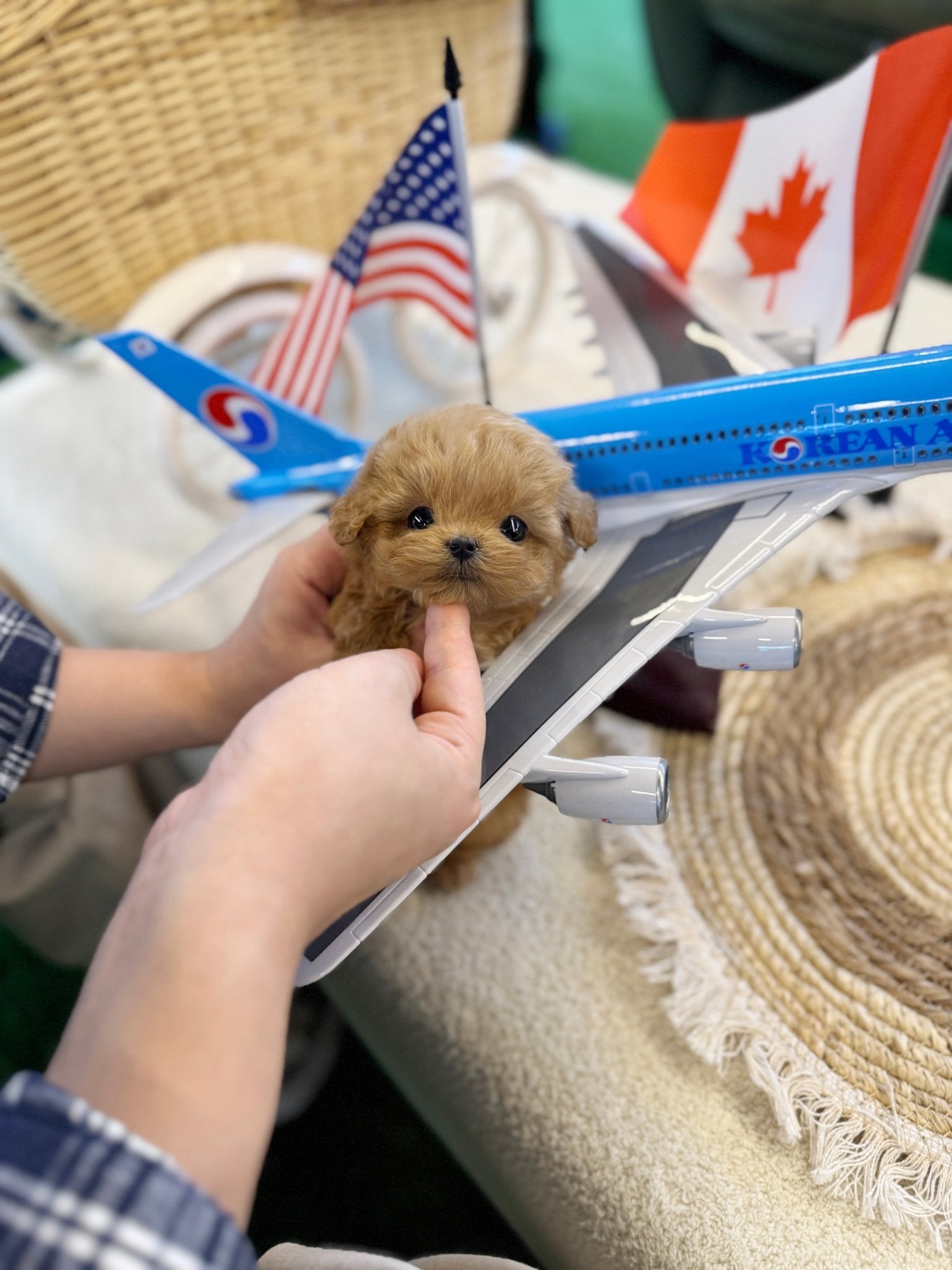 Maltipoo - Muffin(Female) - Beautiful puppy teacup puppy with adorable features available for adoption from Velydog