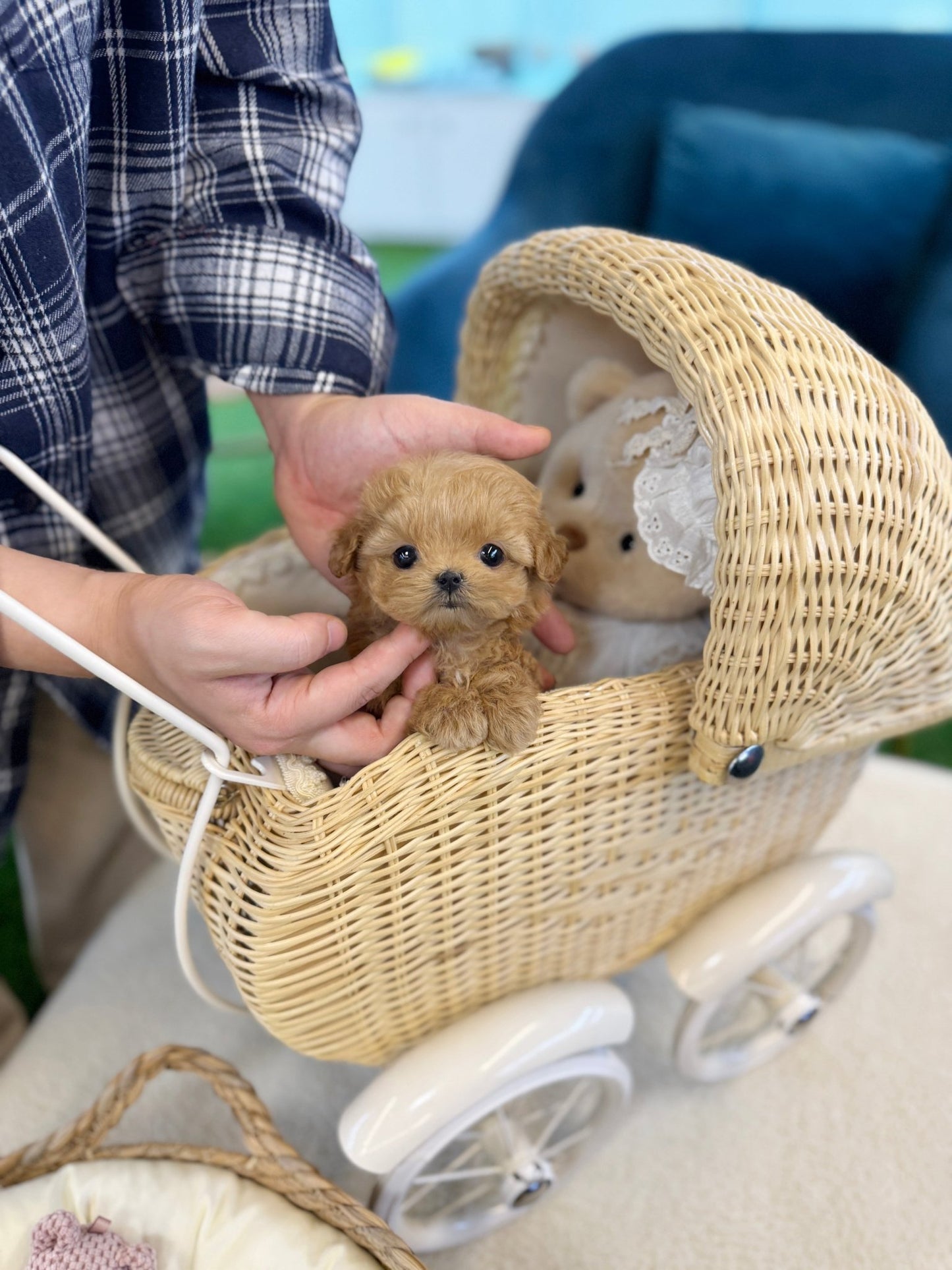 Maltipoo - Muffin(Female) - Beautiful puppy teacup puppy with adorable features available for adoption from Velydog