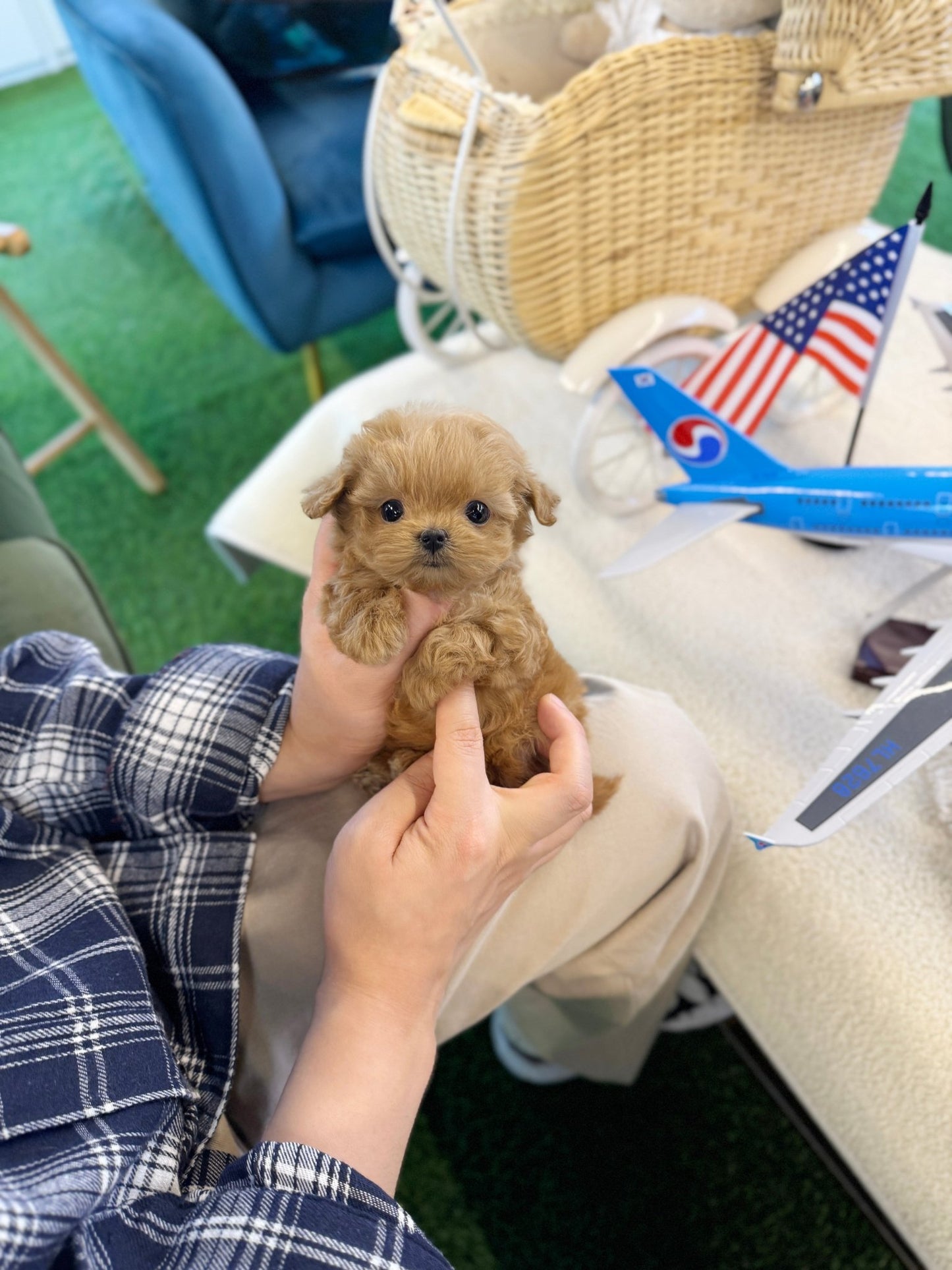 Maltipoo - Muffin(Female) - Beautiful puppy teacup puppy with adorable features available for adoption from Velydog