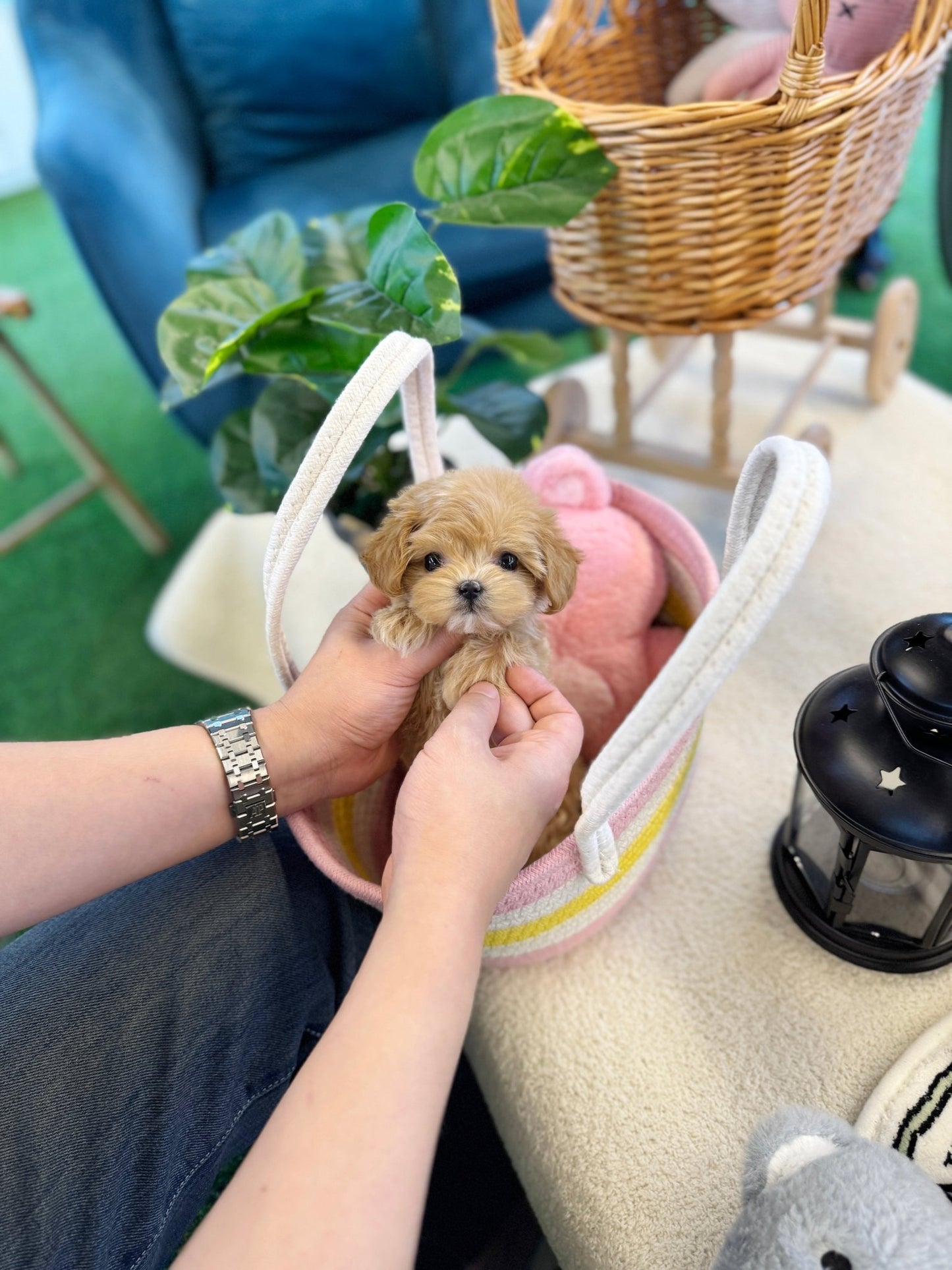 Maltipoo - Nile(Female) - Beautiful puppy teacup puppy with adorable features available for adoption from Velydog