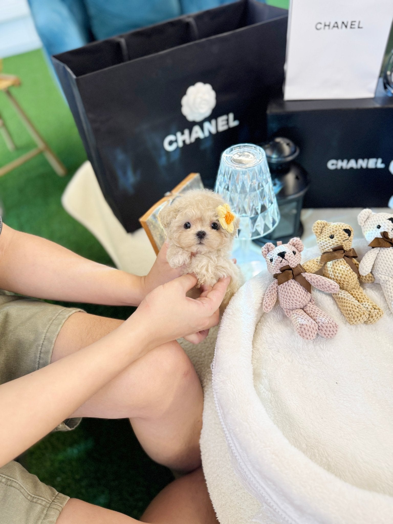 Maltipoo - Nugget(Female) - Beautiful puppy teacup puppy with adorable features available for adoption from Velydog