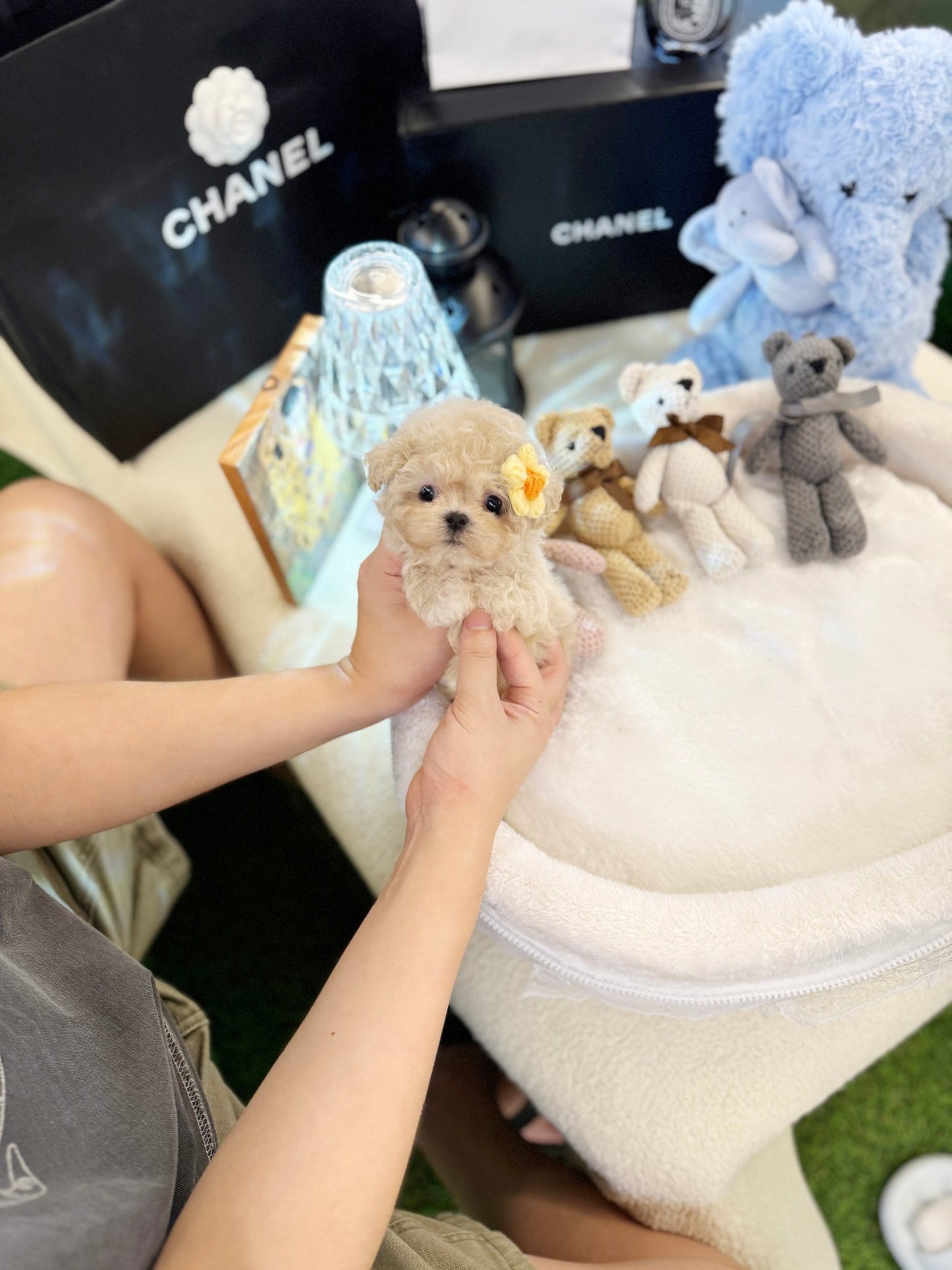 Maltipoo - Nugget(Female) - Beautiful puppy teacup puppy with adorable features available for adoption from Velydog