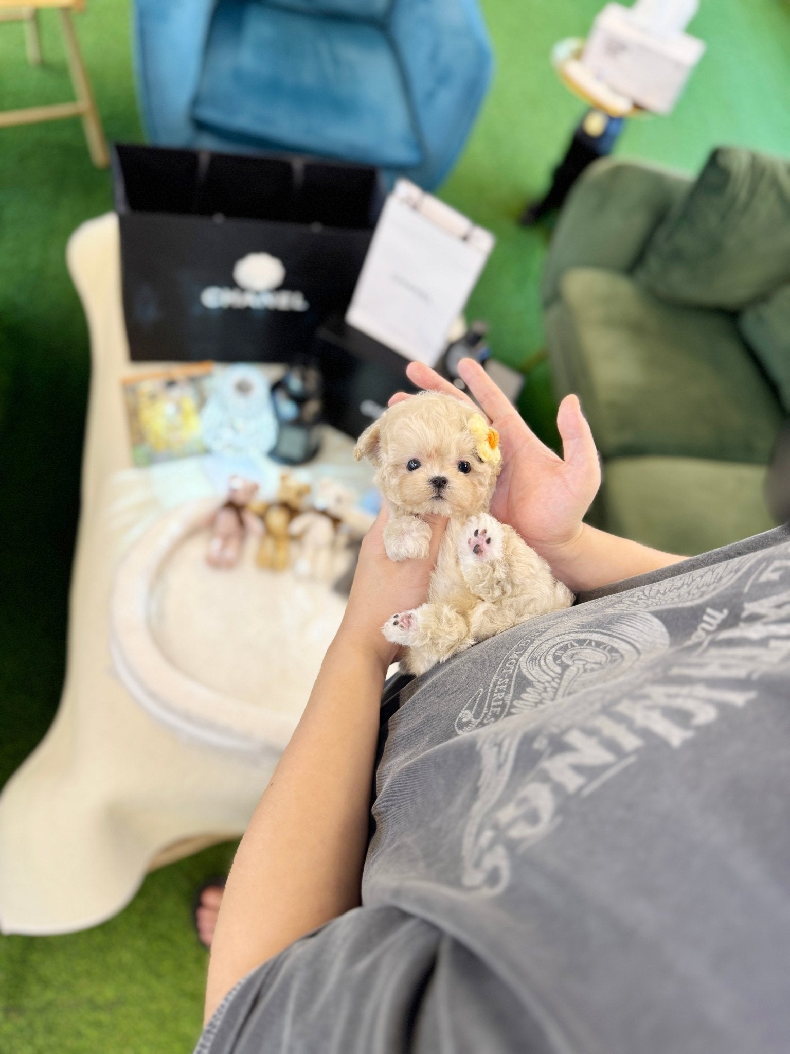 Maltipoo - Nugget(Female) - Beautiful puppy teacup puppy with adorable features available for adoption from Velydog
