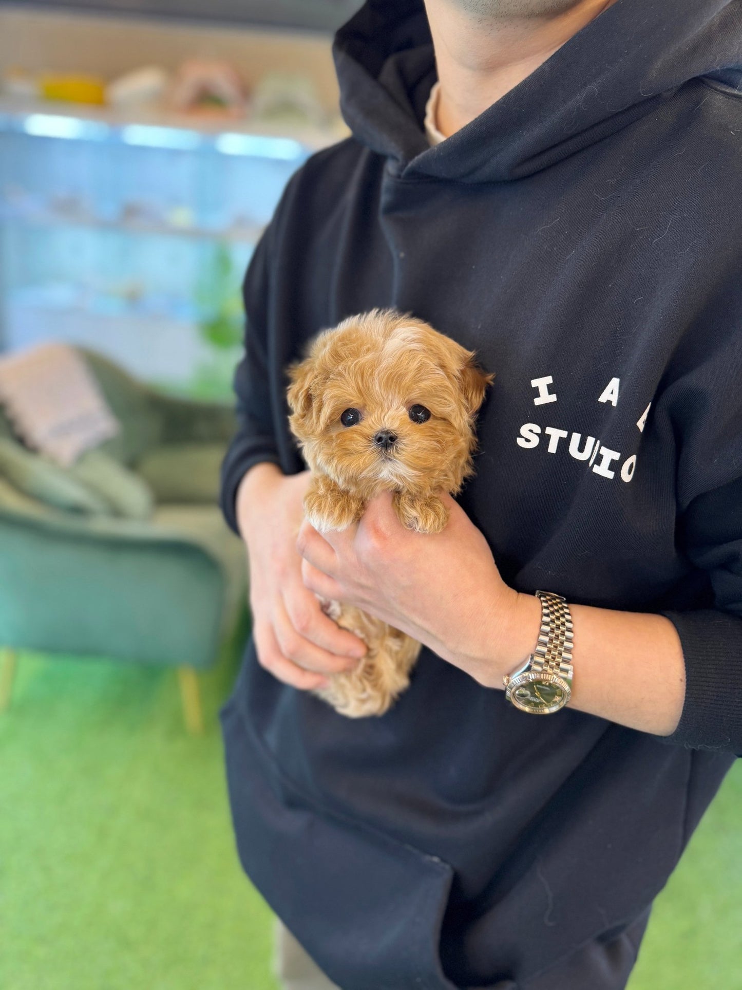Maltipoo - Poca(Male) - Beautiful puppy teacup puppy with adorable features available for adoption from Velydog
