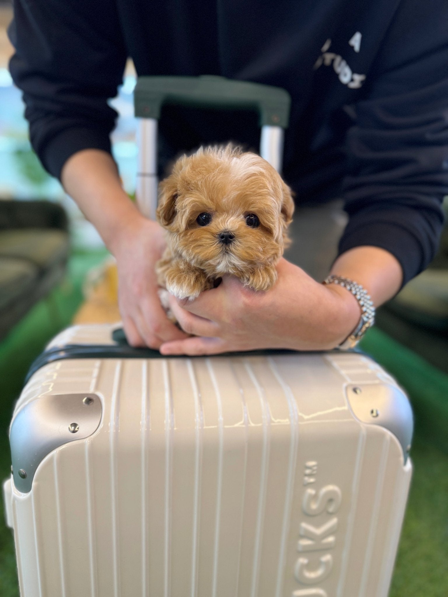 Maltipoo - Poca(Male) - Beautiful puppy teacup puppy with adorable features available for adoption from Velydog