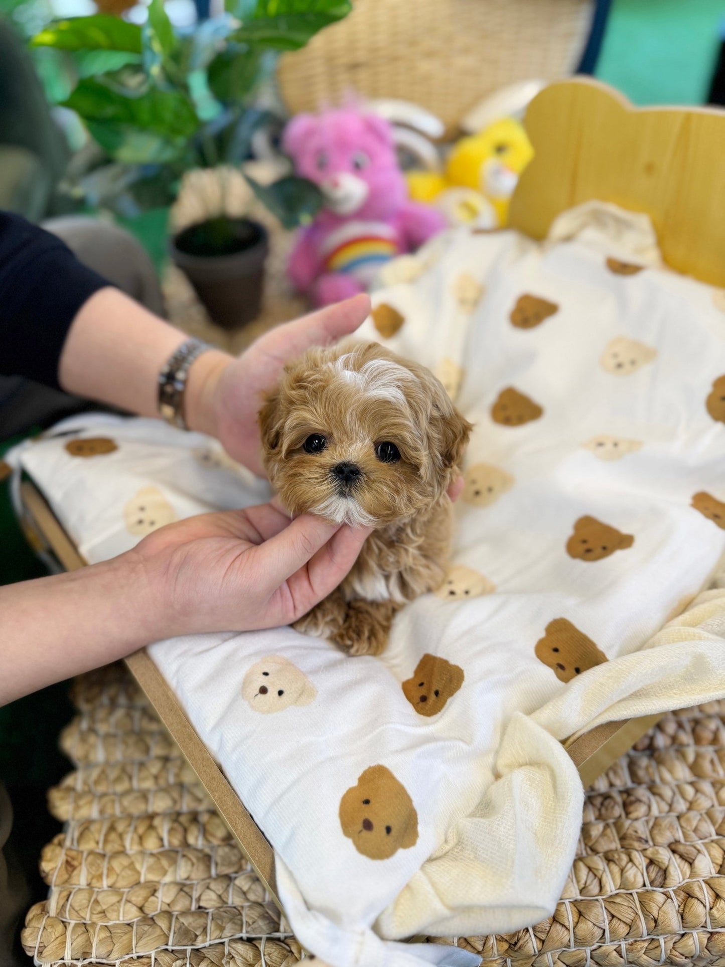 Maltipoo - Poca(Male) - Beautiful puppy teacup puppy with adorable features available for adoption from Velydog