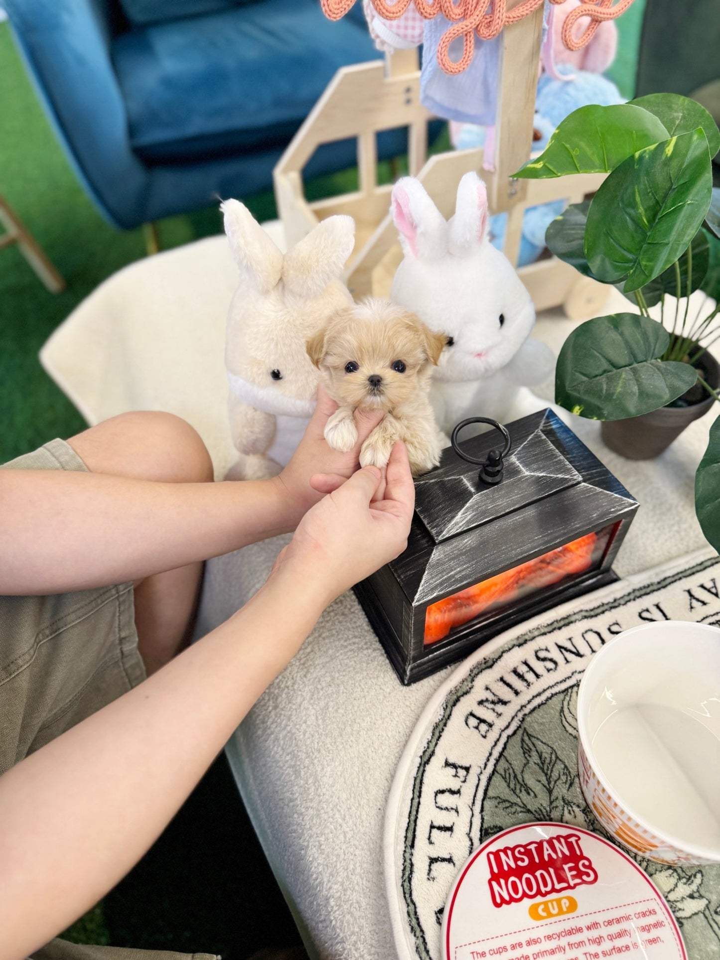 Maltipoo - Popcorn(Female) - Beautiful puppy teacup puppy with adorable features available for adoption from Velydog
