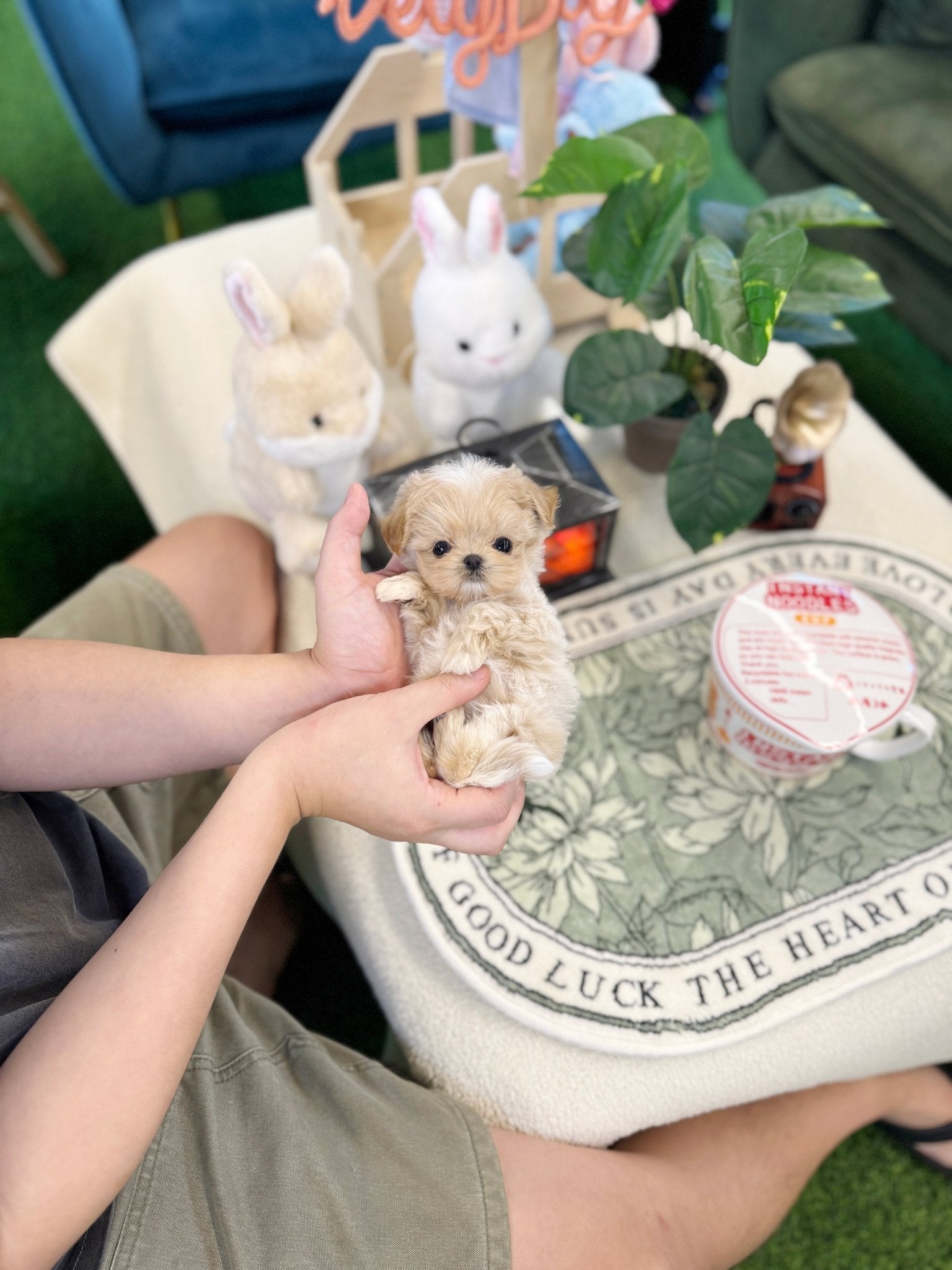 Maltipoo - Popcorn(Female) - Beautiful puppy teacup puppy with adorable features available for adoption from Velydog