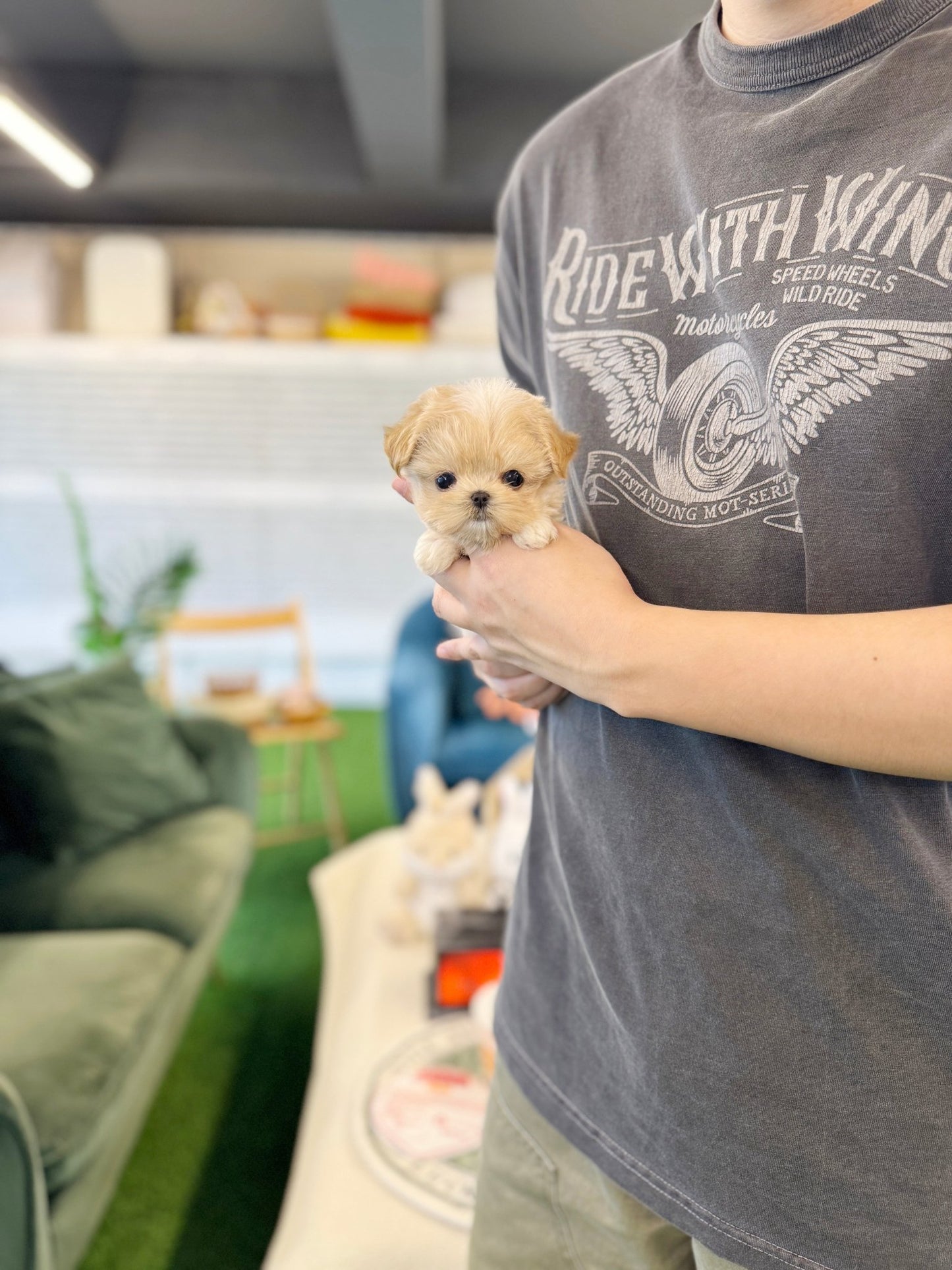 Maltipoo - Popcorn(Female) - Beautiful puppy teacup puppy with adorable features available for adoption from Velydog