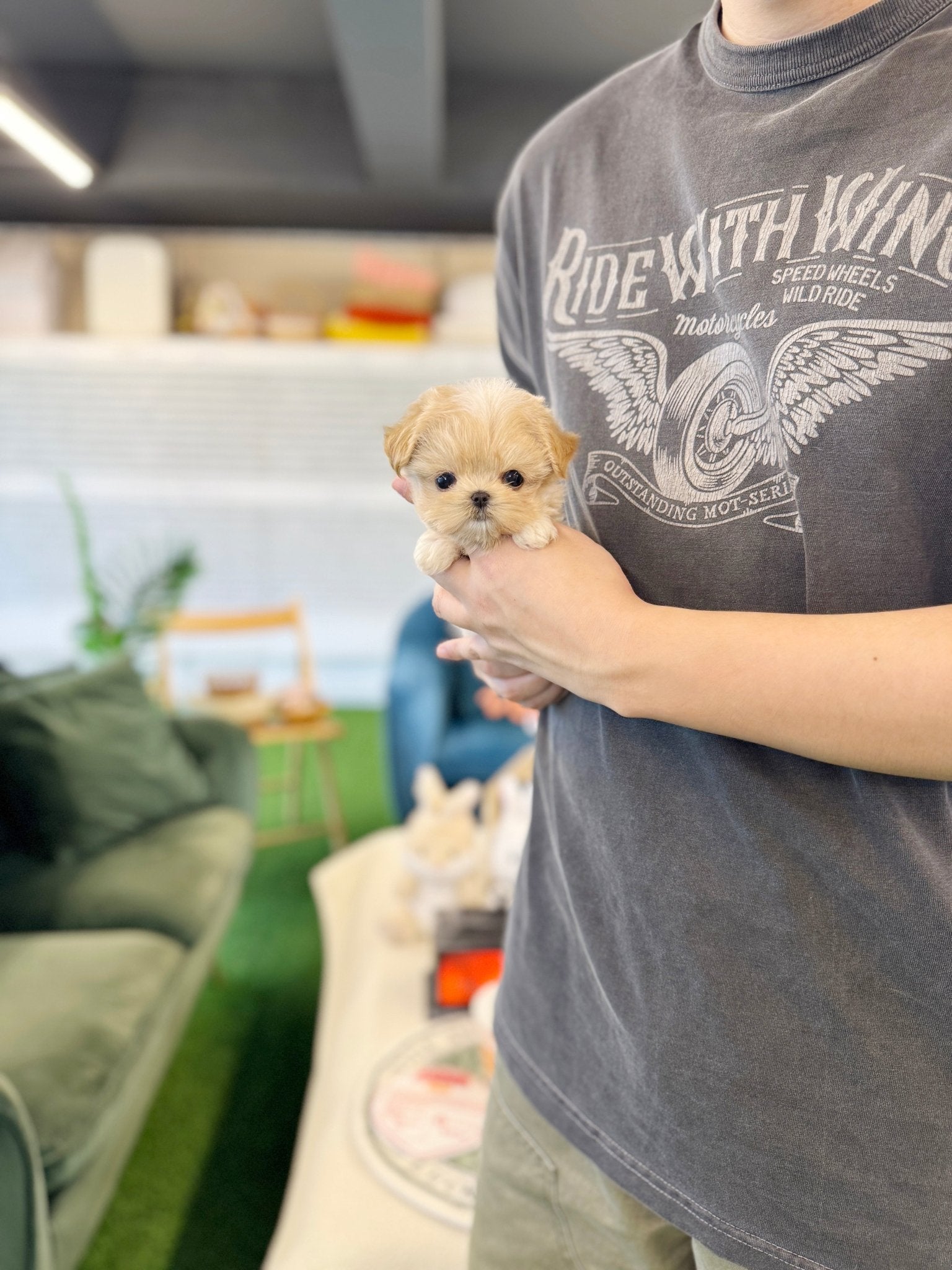 Maltipoo - Popcorn(Female) - Beautiful puppy teacup puppy with adorable features available for adoption from Velydog