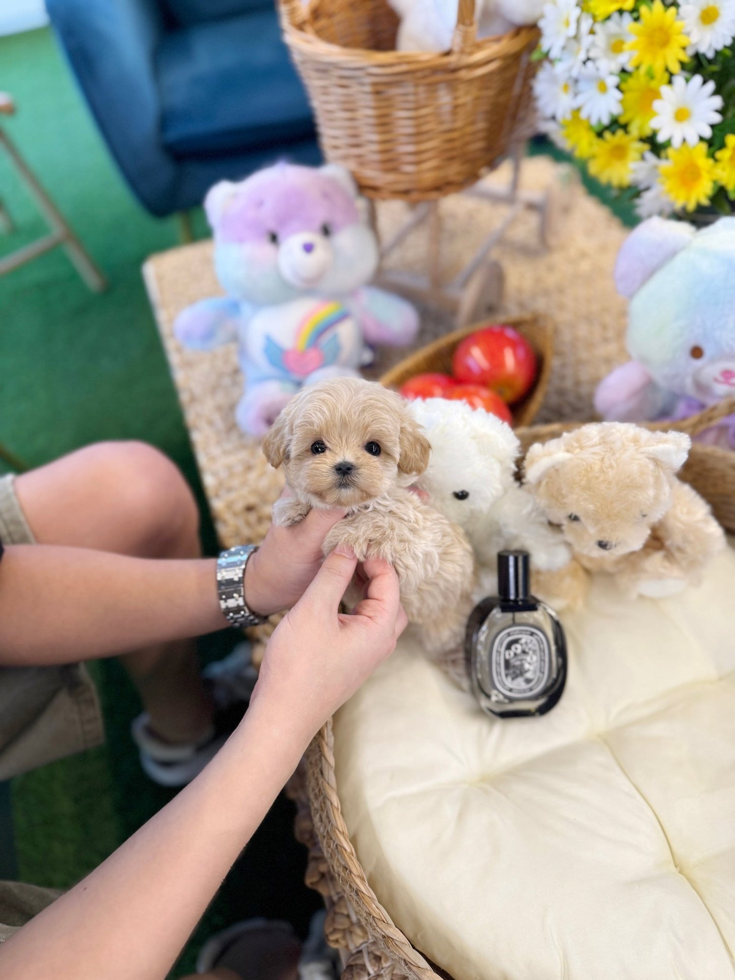 Maltipoo - Rama(Female) - Beautiful puppy teacup puppy with adorable features available for adoption from Velydog