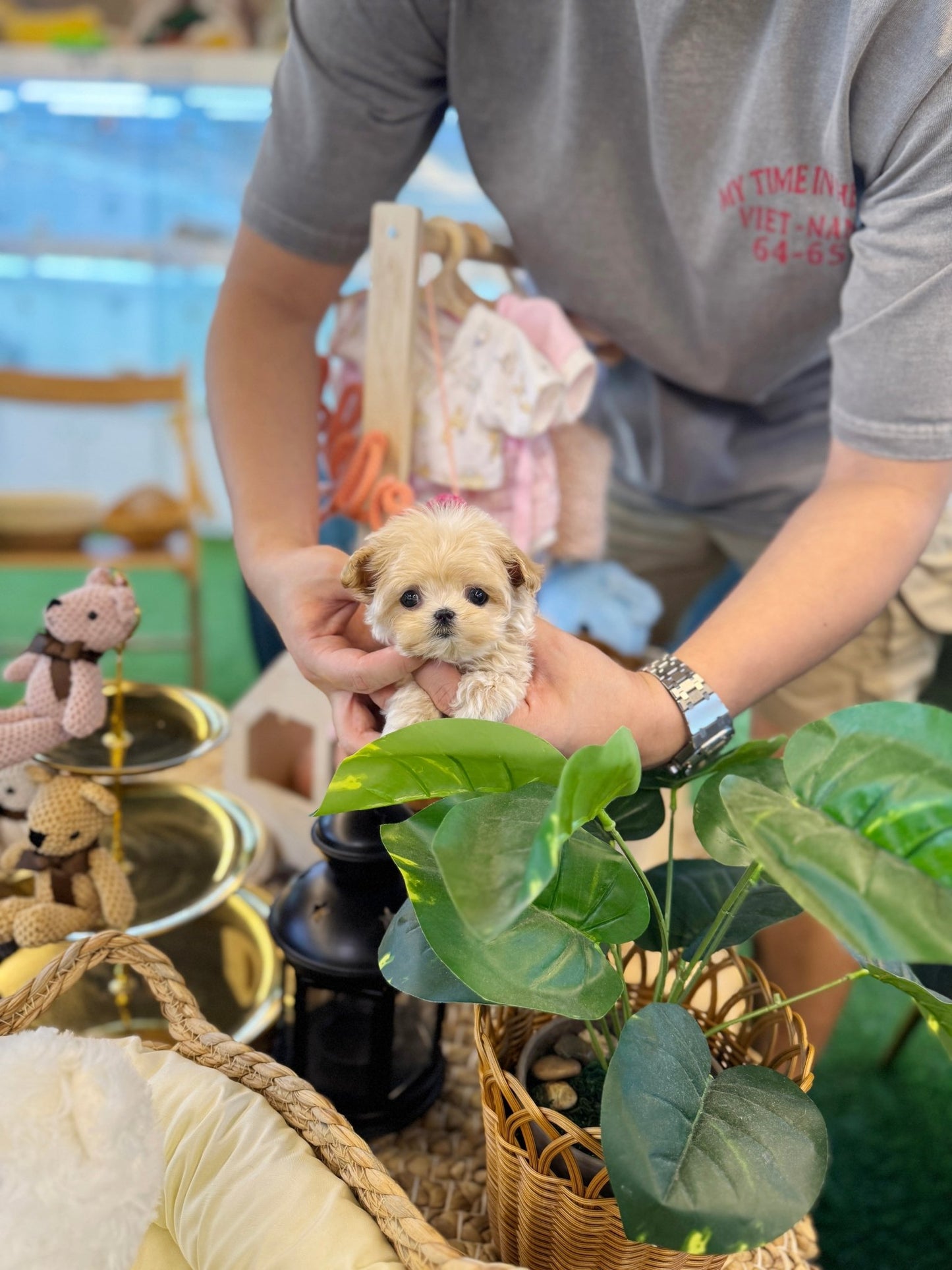 Maltipoo - Ranma(Female) - Beautiful puppy teacup puppy with adorable features available for adoption from Velydog
