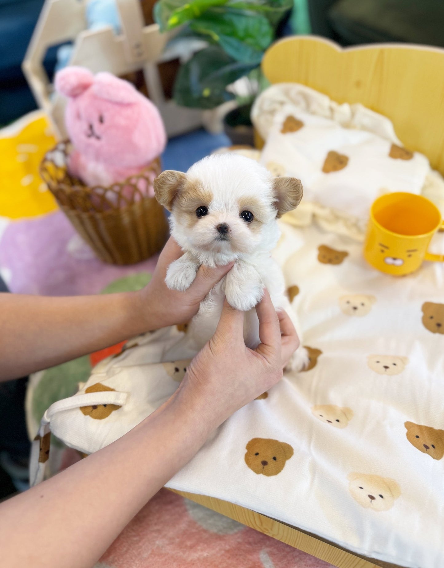 Maltipoo - Say(Female) - Beautiful puppy teacup puppy with adorable features available for adoption from Velydog
