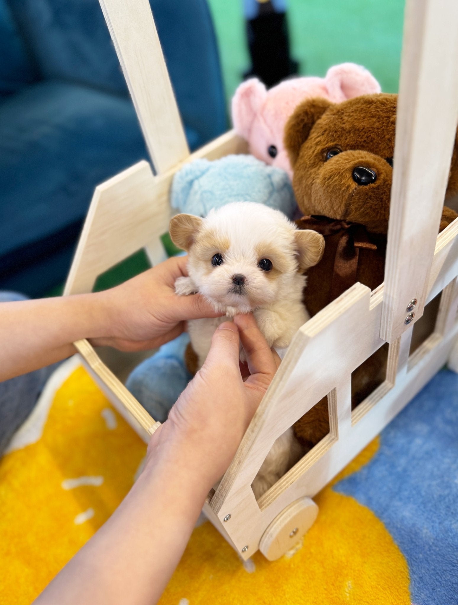 Maltipoo - Say(Female) - Beautiful puppy teacup puppy with adorable features available for adoption from Velydog