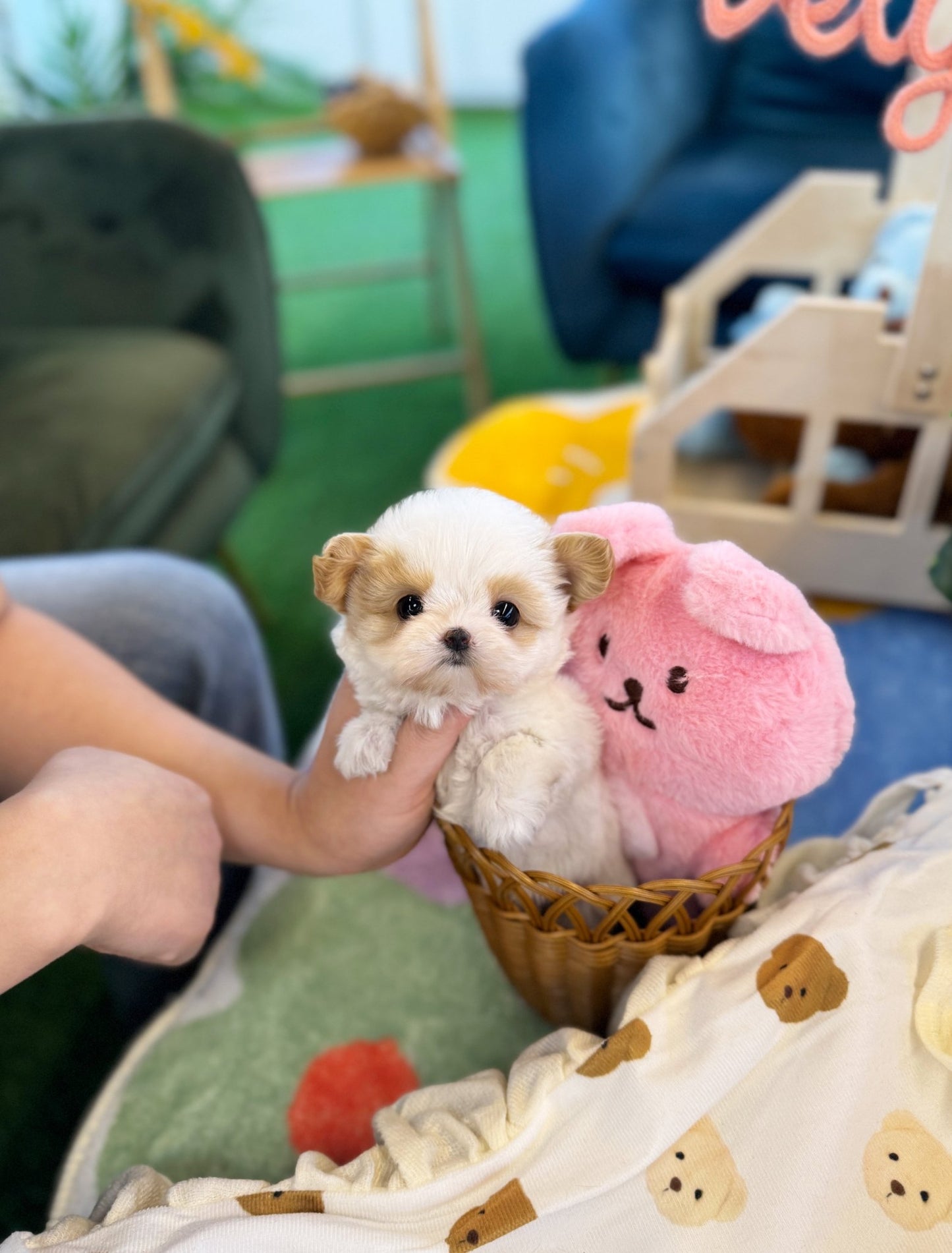 Maltipoo - Say(Female) - Beautiful puppy teacup puppy with adorable features available for adoption from Velydog