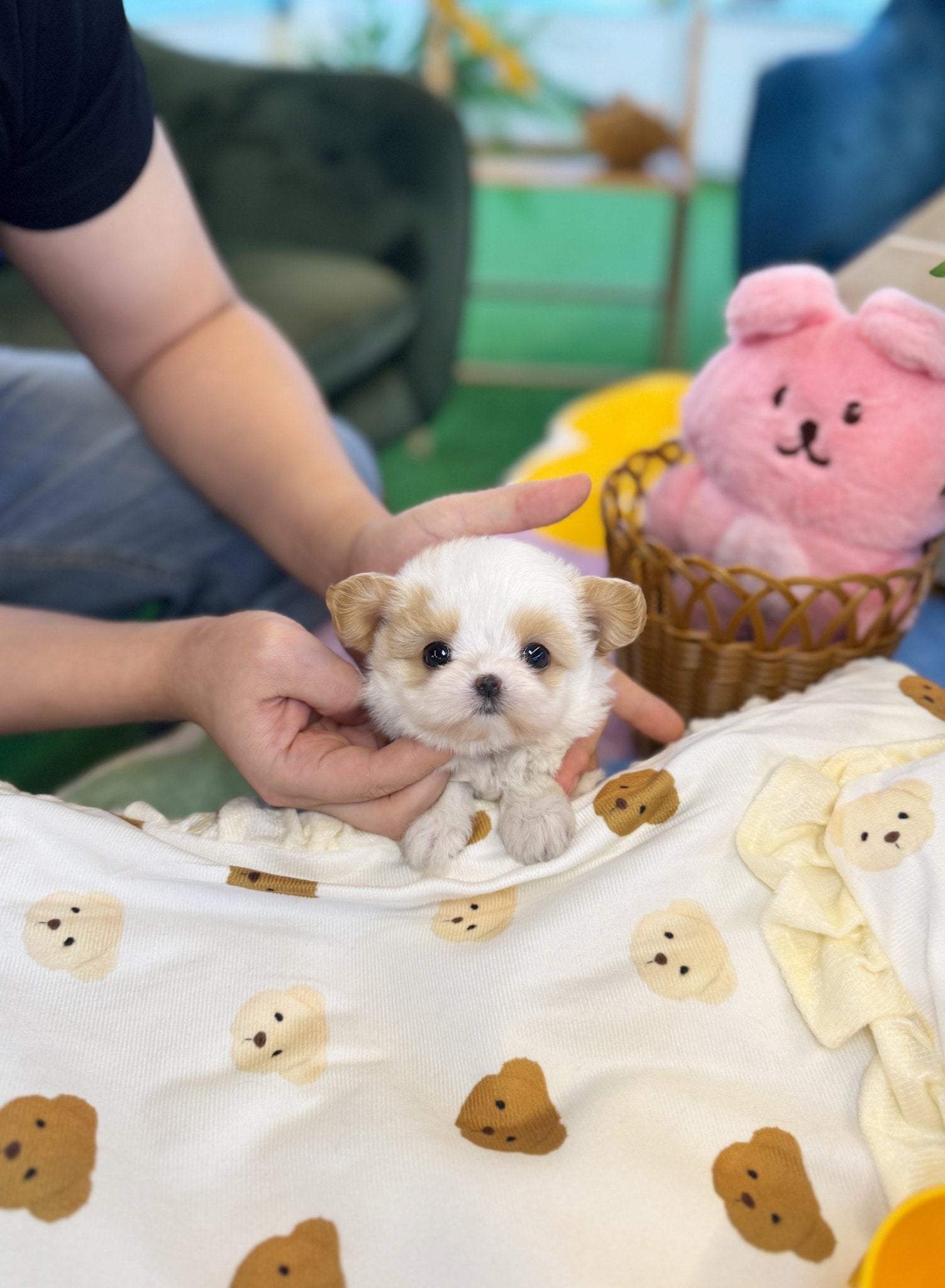 Maltipoo - Say(Female) - Beautiful puppy teacup puppy with adorable features available for adoption from Velydog
