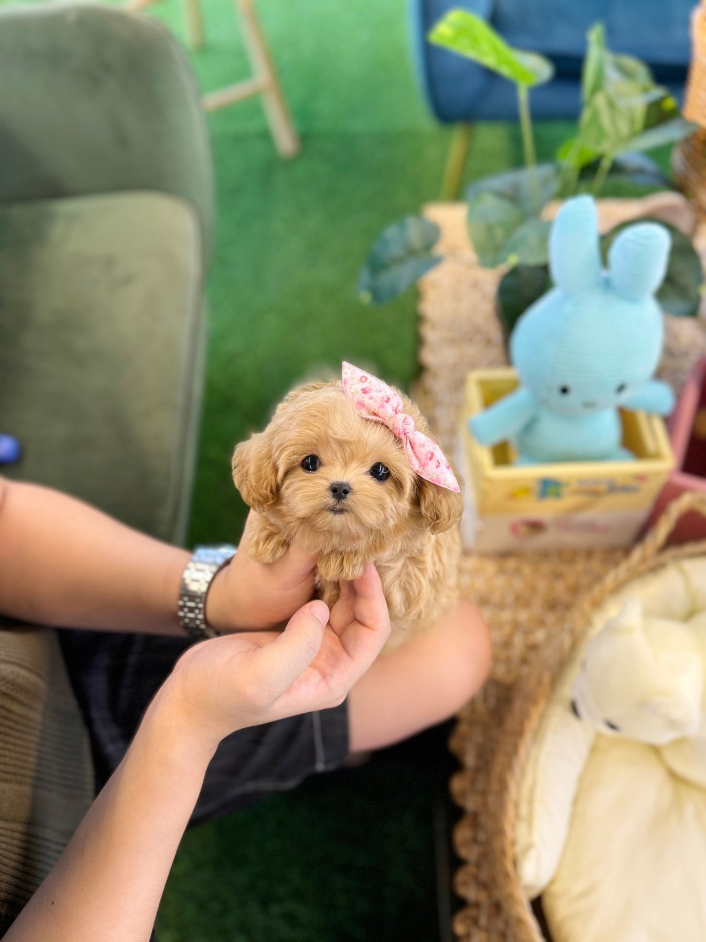 Maltipoo - Skye(Male) - Beautiful puppy teacup puppy with adorable features available for adoption from Velydog