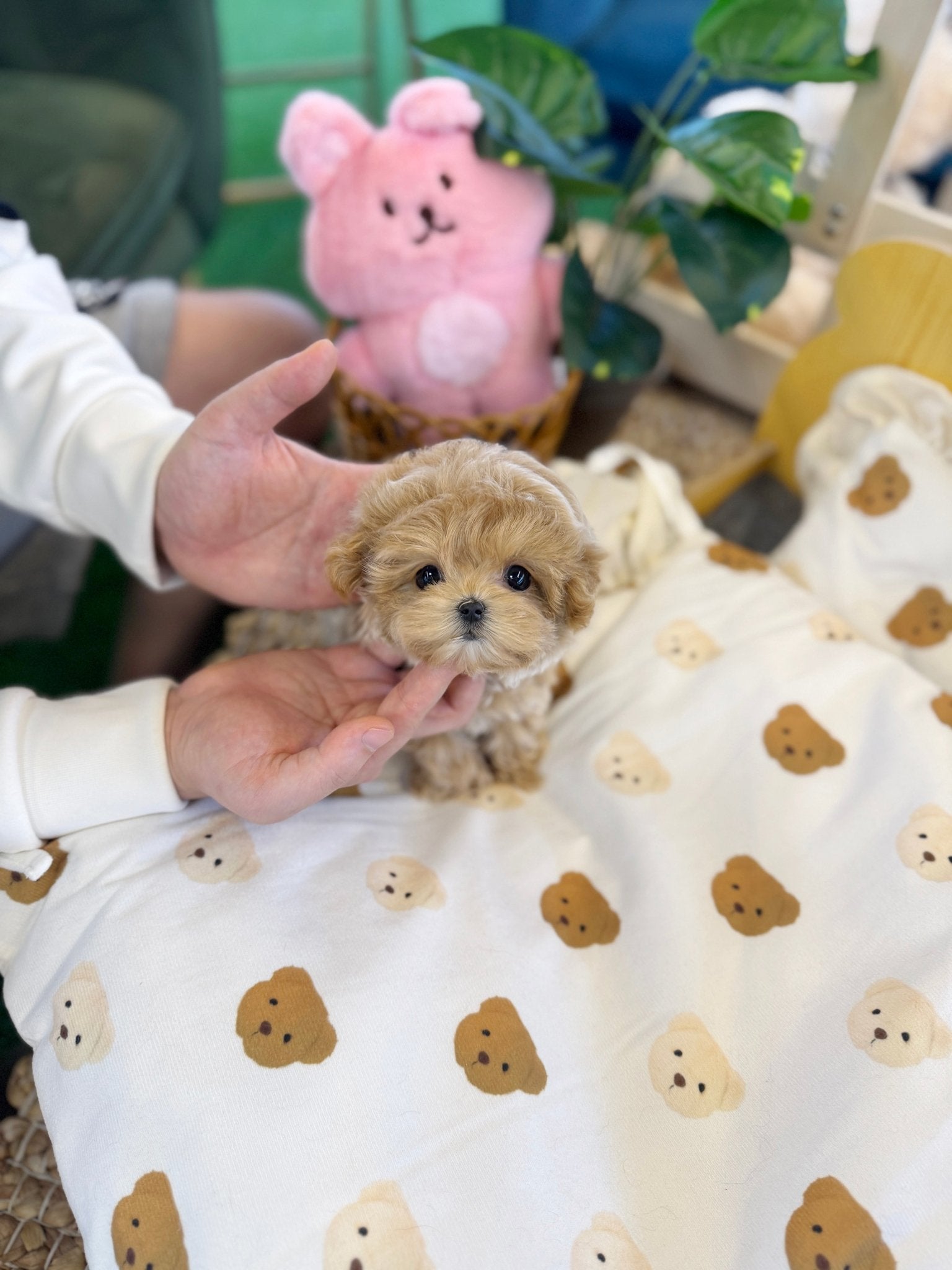Maltipoo - Tiffany(Female) - Beautiful puppy teacup puppy with adorable features available for adoption from Velydog