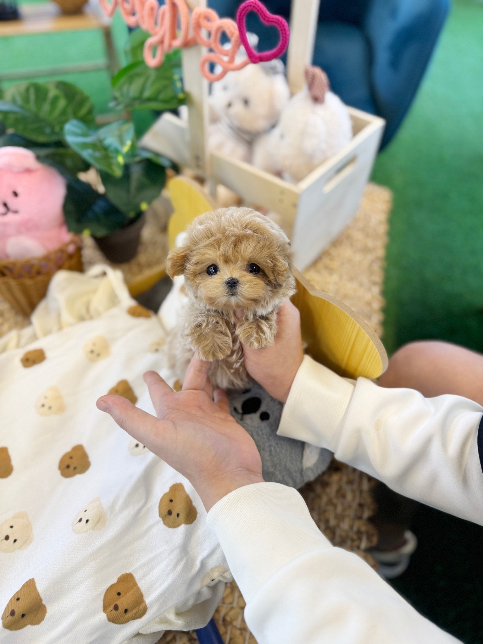 Maltipoo - Tiffany(Female) - Beautiful puppy teacup puppy with adorable features available for adoption from Velydog