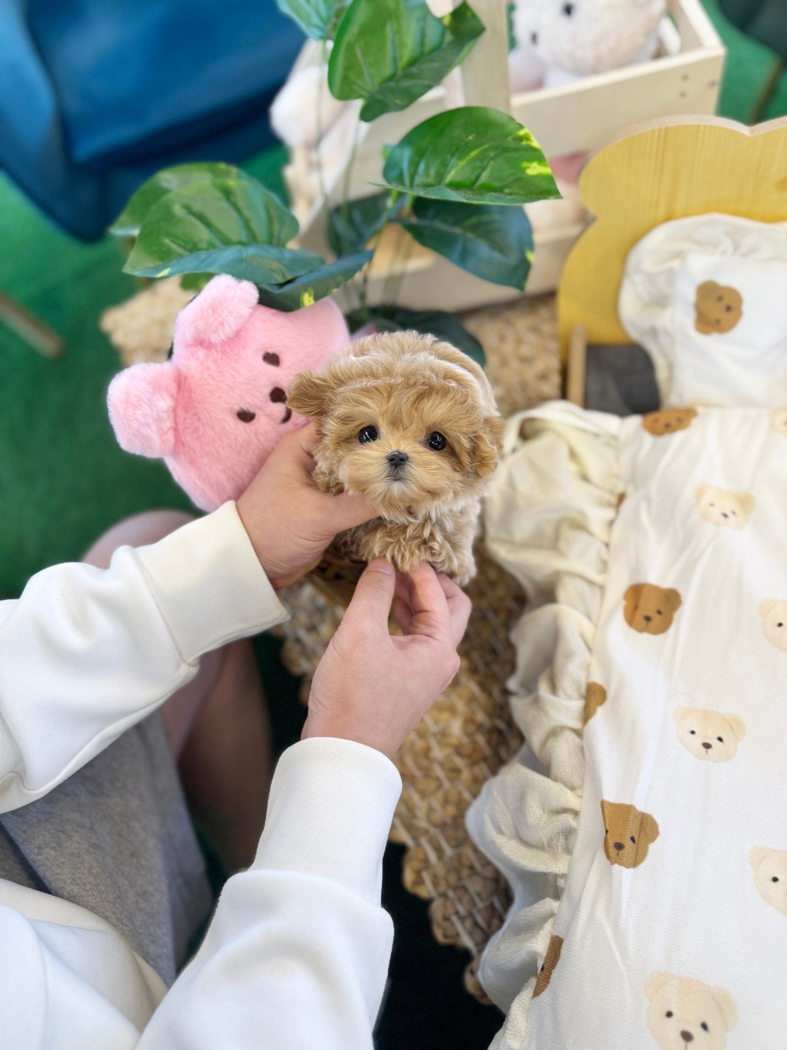 Maltipoo - Tiffany(Female) - Beautiful puppy teacup puppy with adorable features available for adoption from Velydog