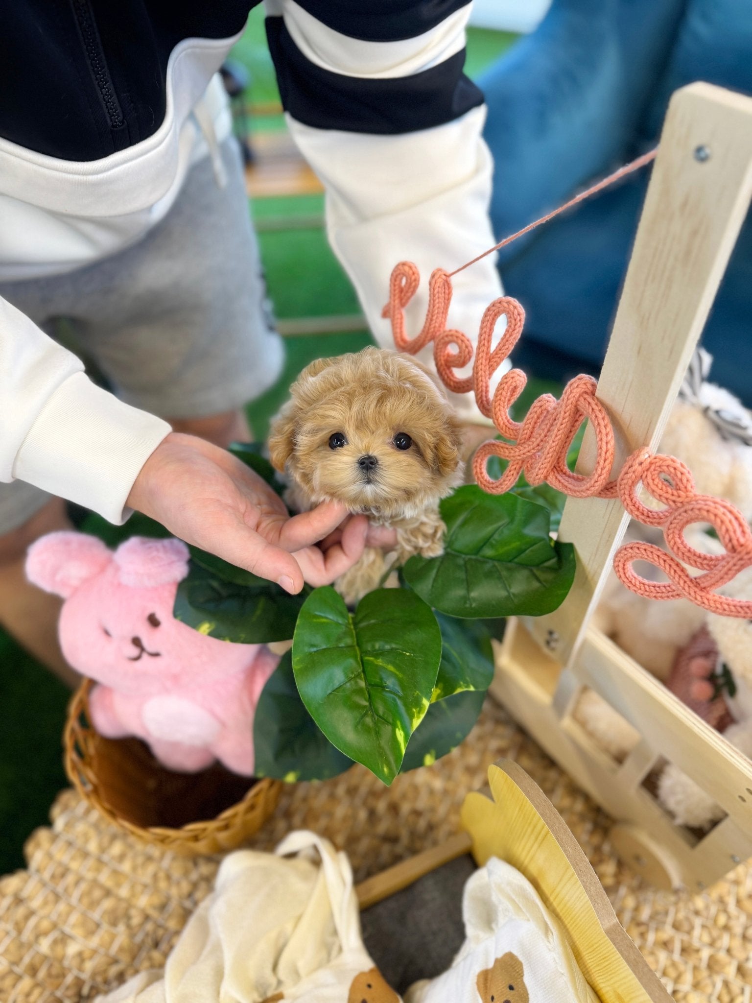 Maltipoo - Tiffany(Female) - Beautiful puppy teacup puppy with adorable features available for adoption from Velydog