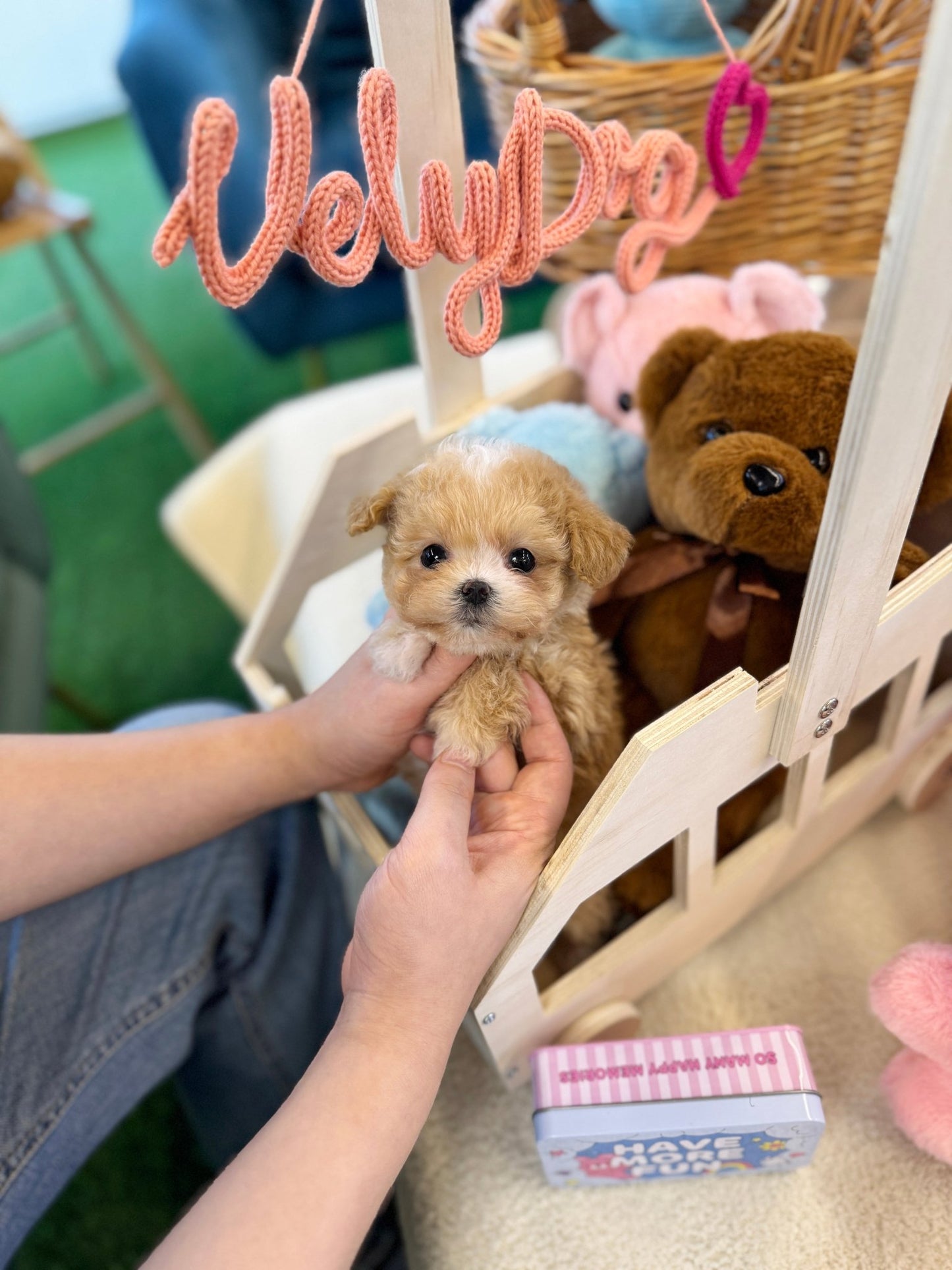Maltipoo - Tippy(Female) - Beautiful puppy teacup puppy with adorable features available for adoption from Velydog