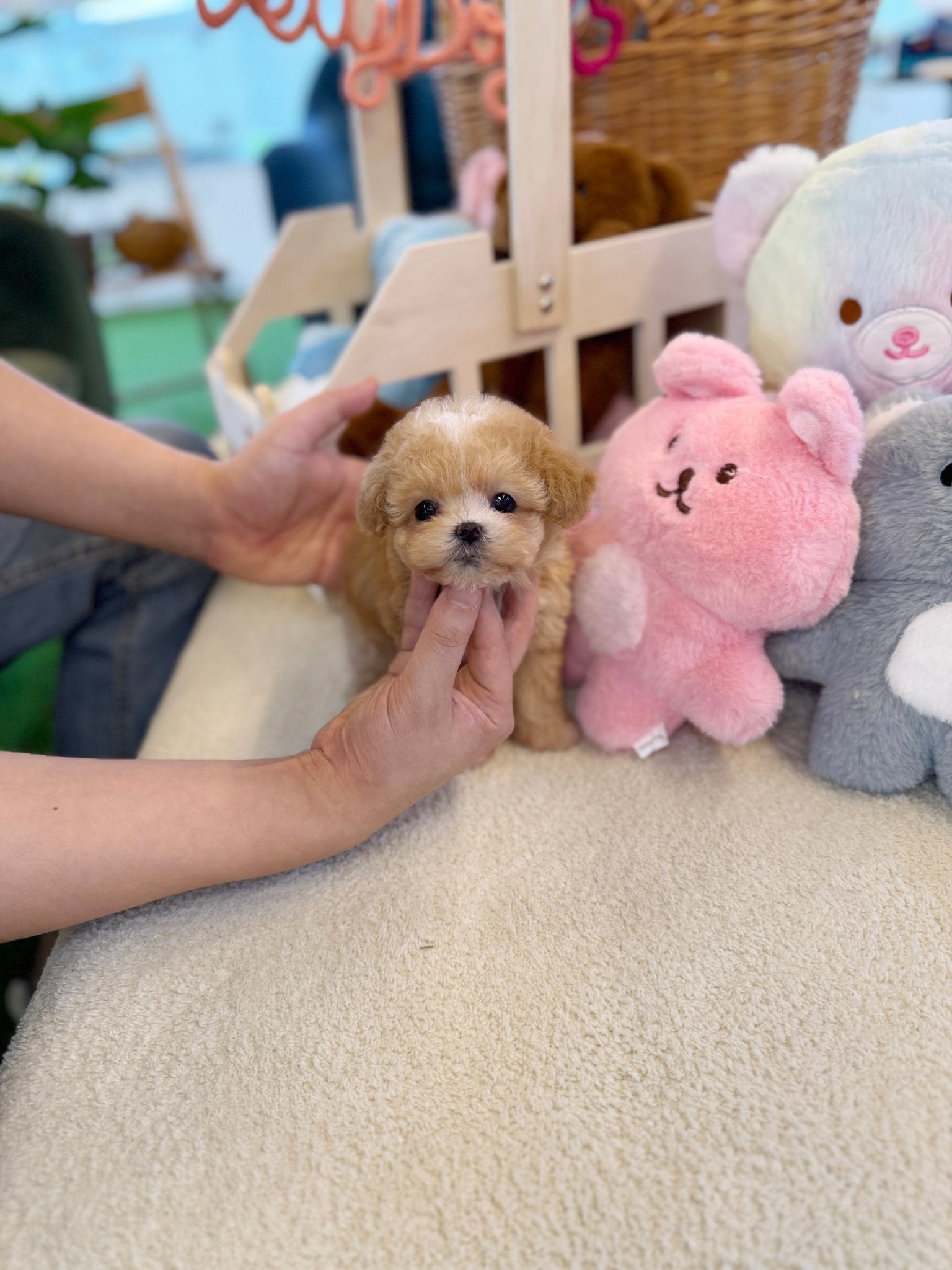 Maltipoo - Tippy(Female) - Beautiful puppy teacup puppy with adorable features available for adoption from Velydog