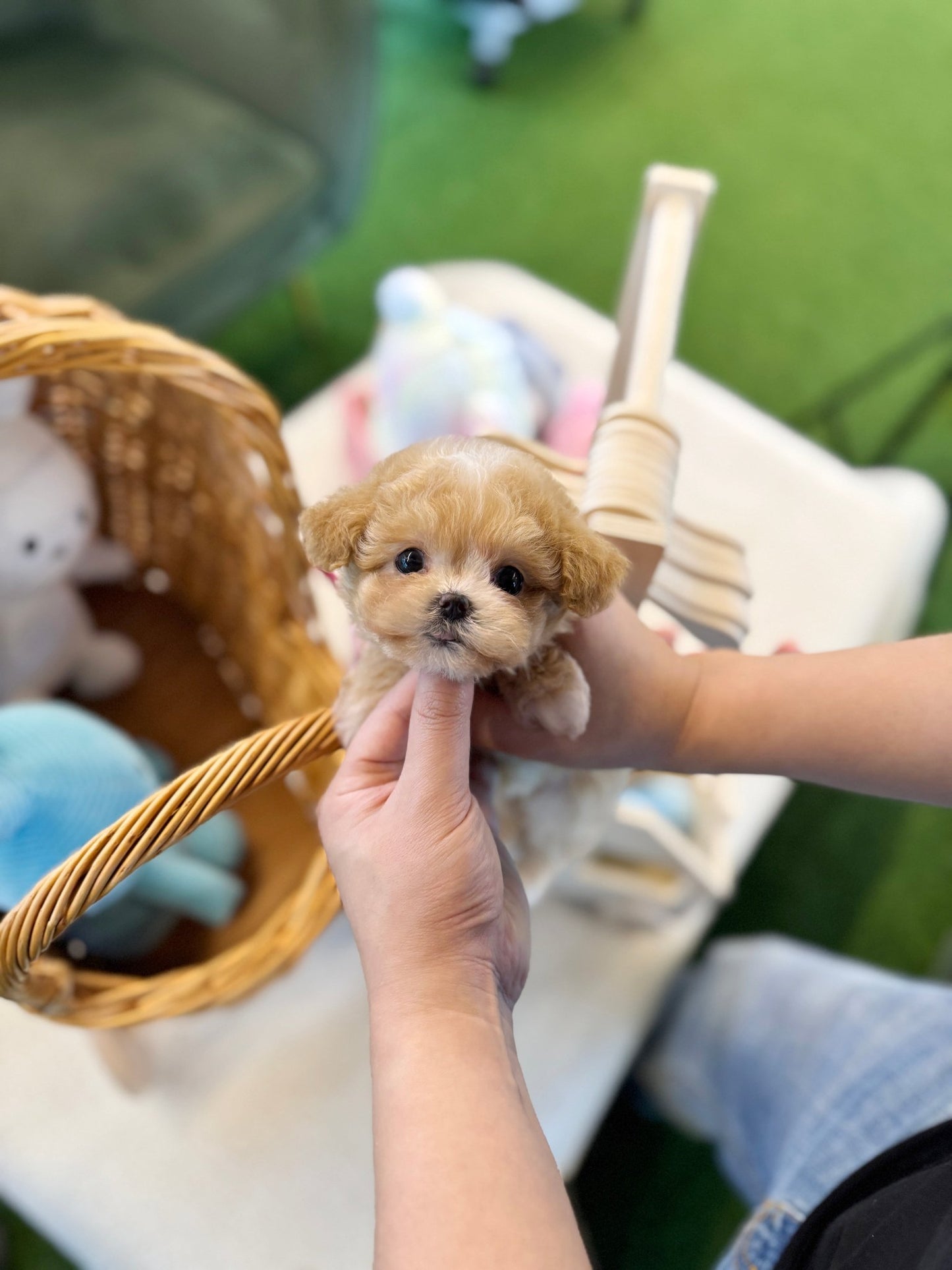 Maltipoo - Tippy(Female) - Beautiful puppy teacup puppy with adorable features available for adoption from Velydog