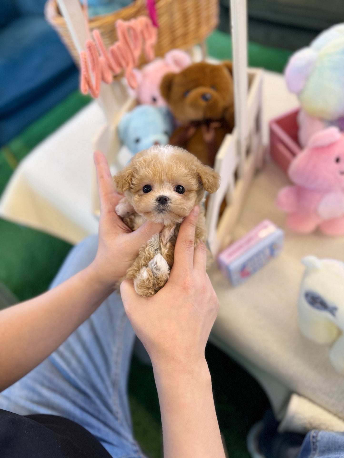 Maltipoo - Tippy(Female) - Beautiful puppy teacup puppy with adorable features available for adoption from Velydog