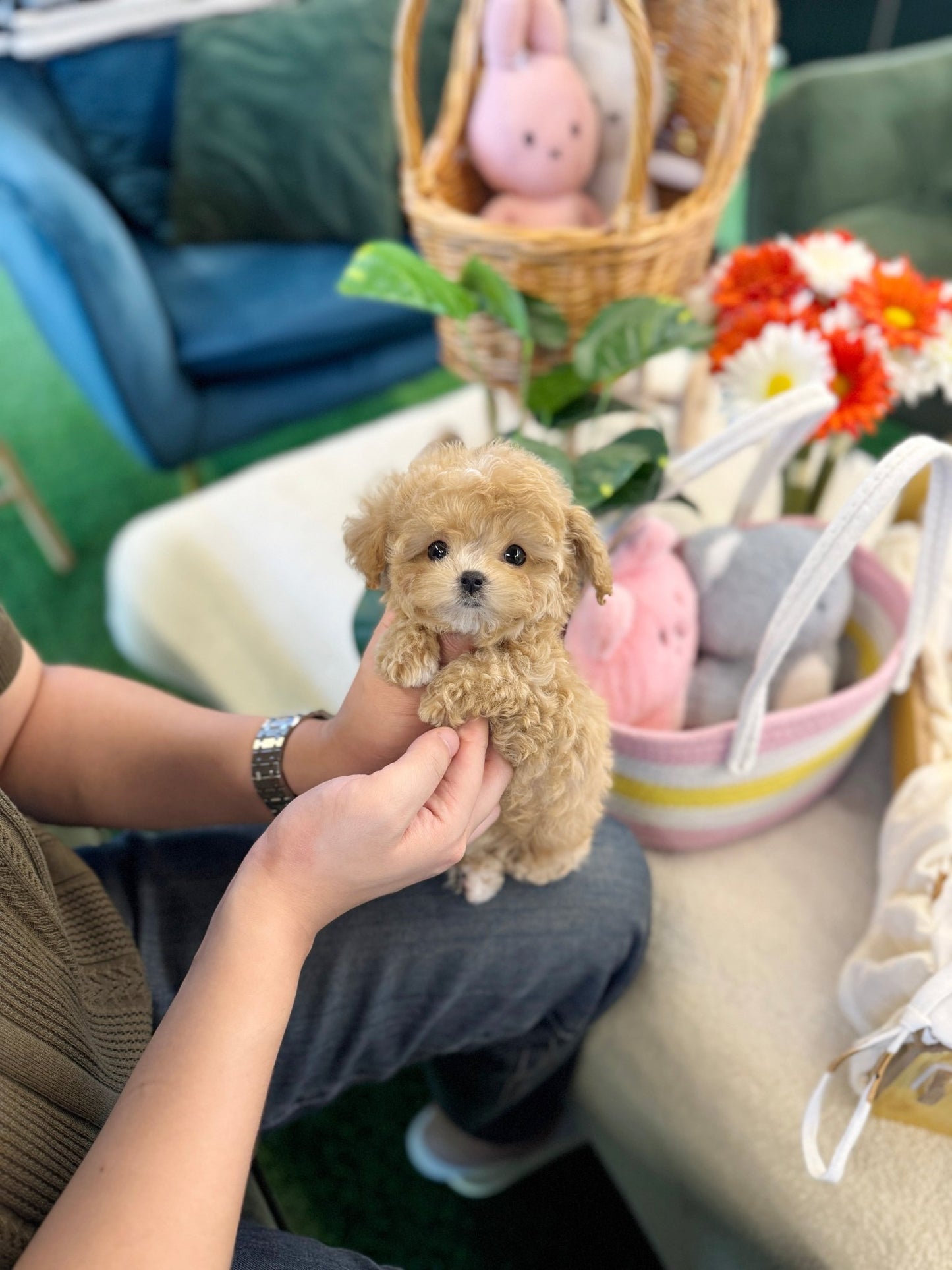 Maltipoo - Tonton(Female) - Beautiful puppy teacup puppy with adorable features available for adoption from Velydog