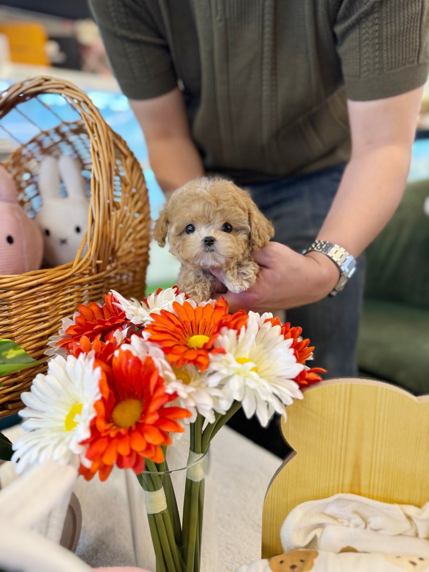 Maltipoo - Tonton(Female) - Beautiful puppy teacup puppy with adorable features available for adoption from Velydog