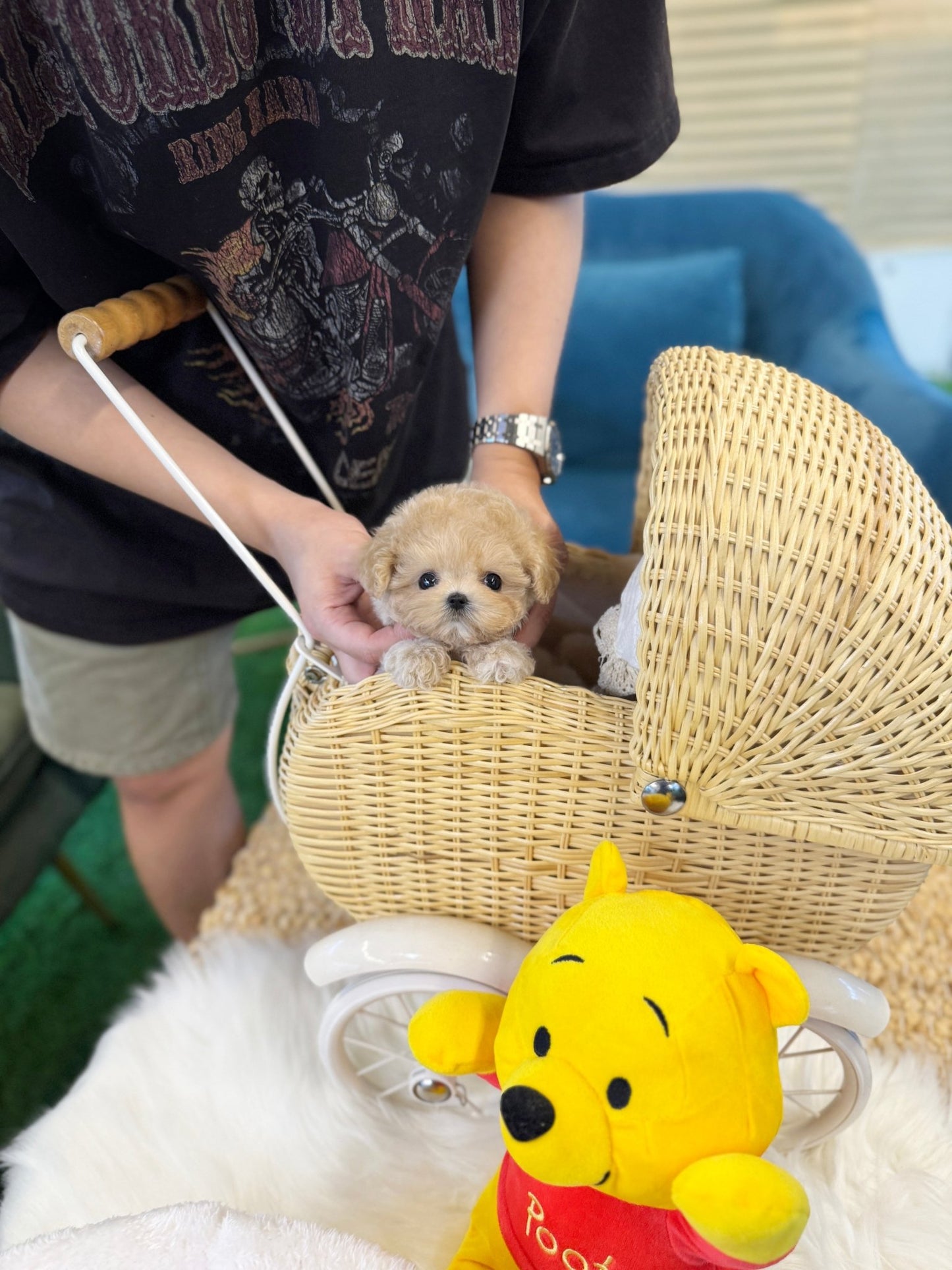 Maltipoo - Toxy(Female) - Beautiful puppy teacup puppy with adorable features available for adoption from Velydog
