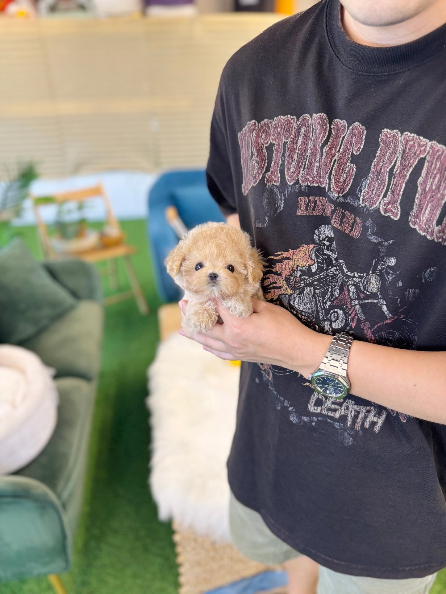 Maltipoo - Toxy(Female) - Beautiful puppy teacup puppy with adorable features available for adoption from Velydog