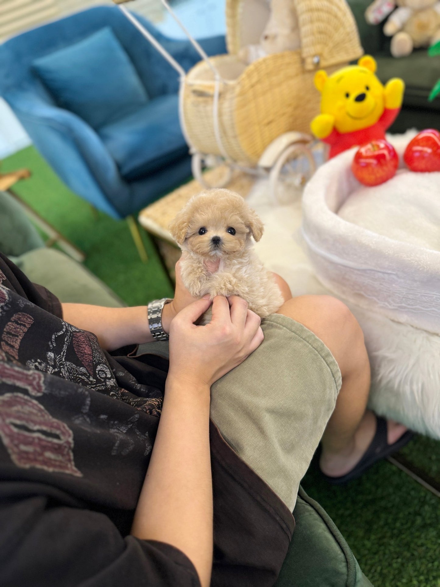 Maltipoo - Toxy(Female) - Beautiful puppy teacup puppy with adorable features available for adoption from Velydog