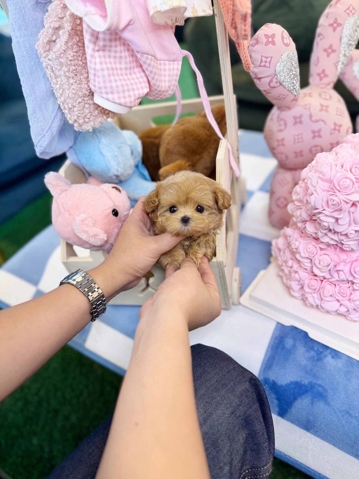 Maltipoo - Twinkle(Female) - Beautiful puppy teacup puppy with adorable features available for adoption from Velydog