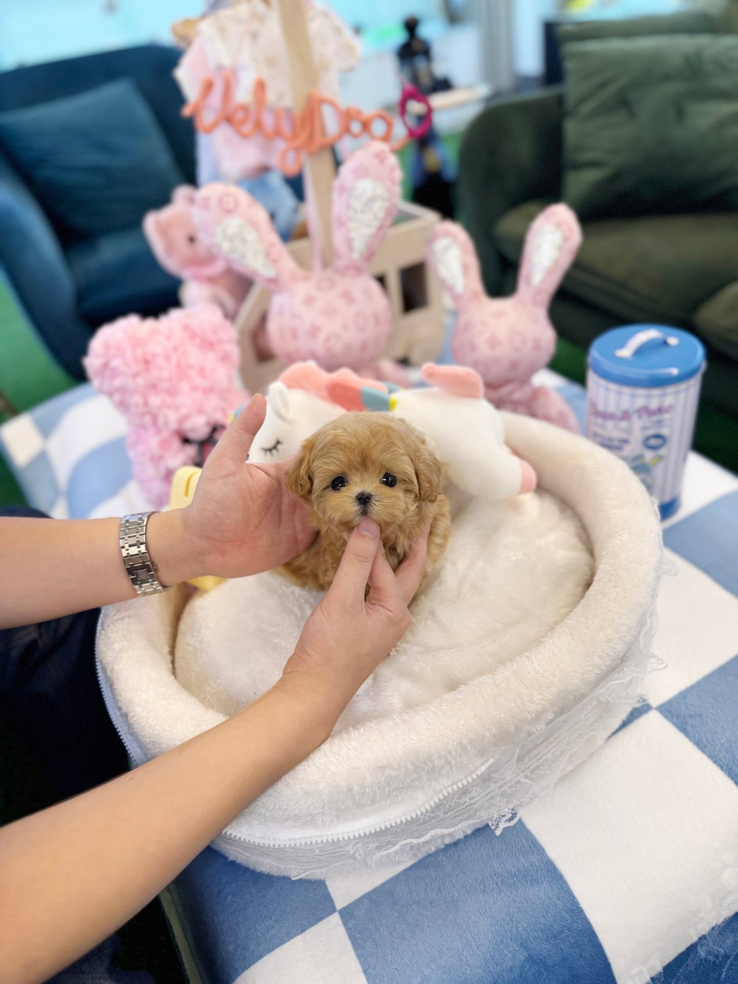 Maltipoo - Twinkle(Female) - Beautiful puppy teacup puppy with adorable features available for adoption from Velydog