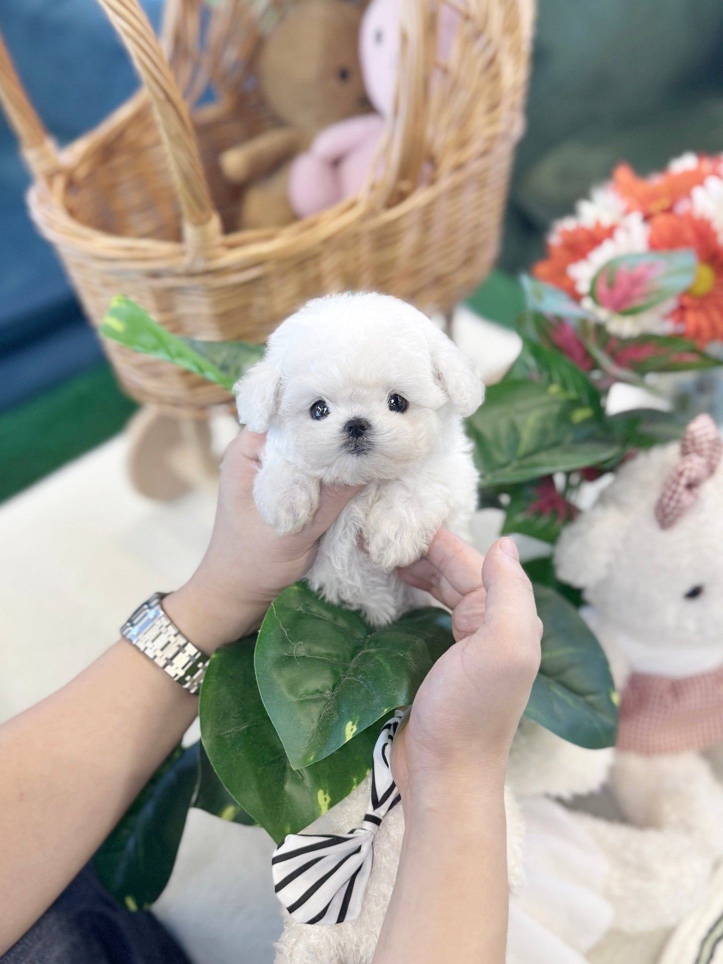 Mini Bichon Frise - Kamyu(Female) - Beautiful puppy teacup puppy with adorable features available for adoption from Velydog