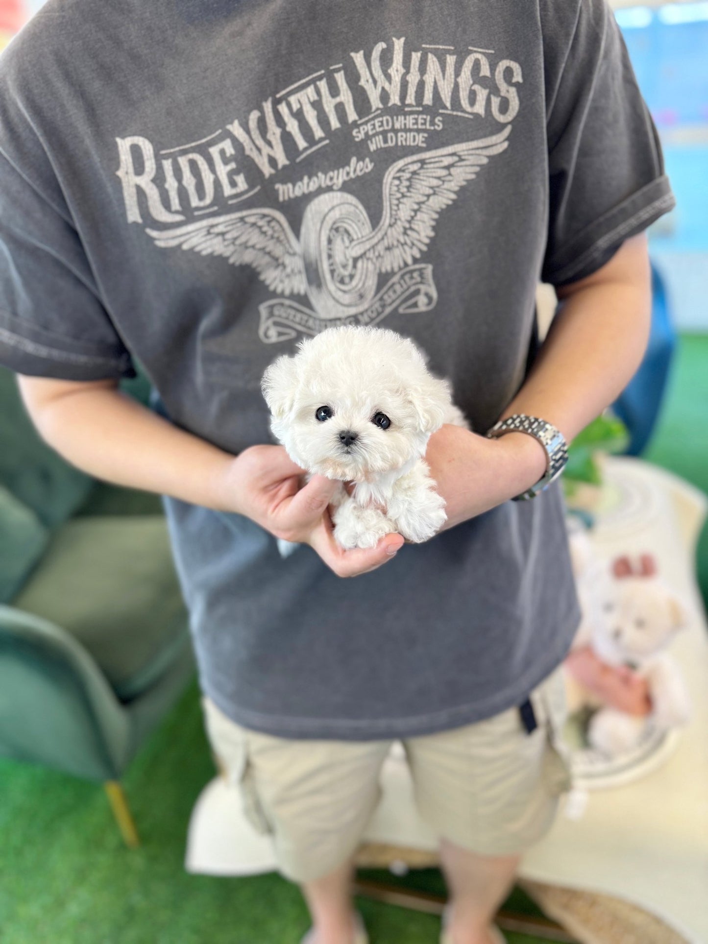 Mini Bichon Frise - Vada(Female) - Beautiful puppy teacup puppy with adorable features available for adoption from Velydog