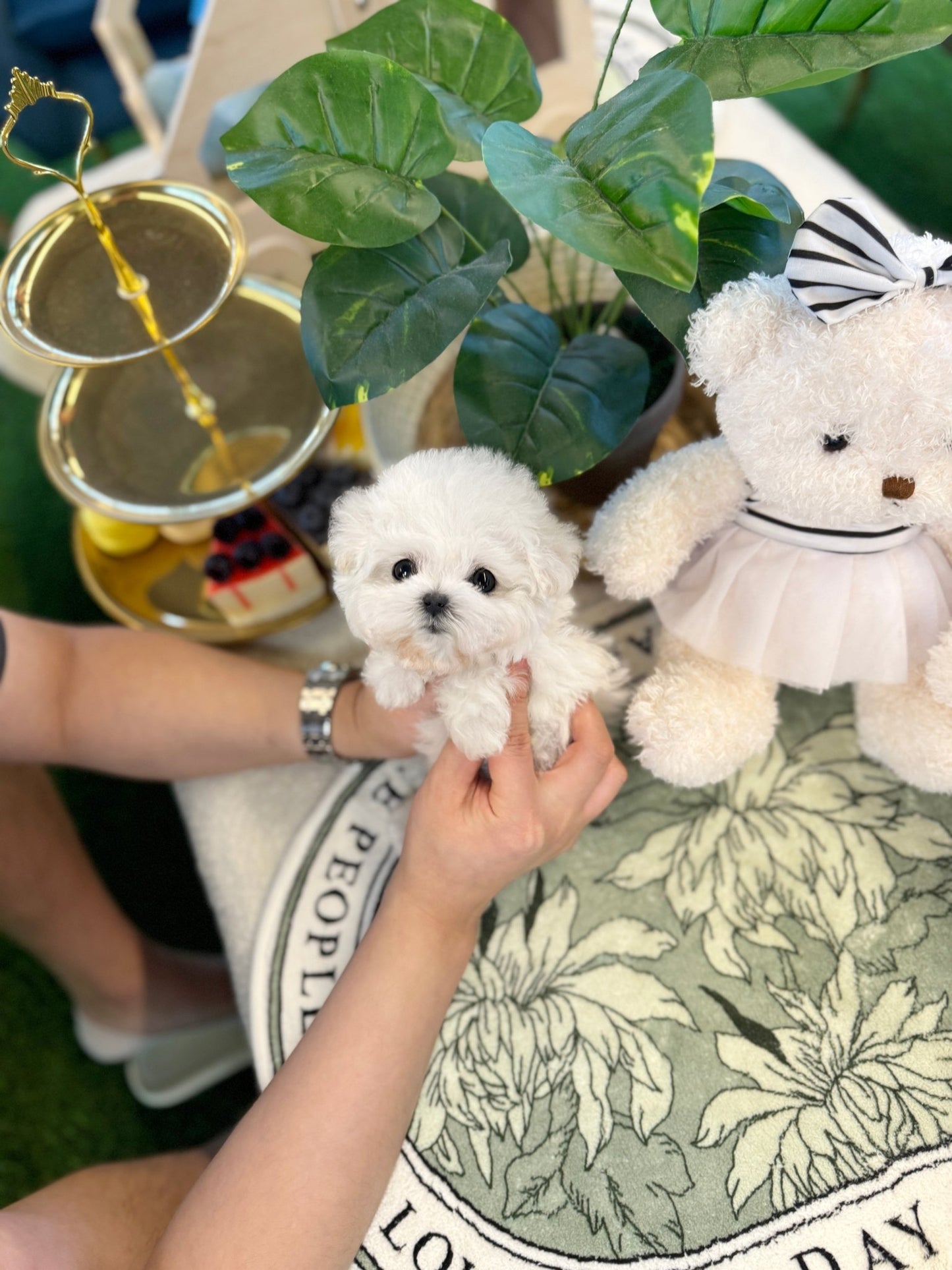 Mini Bichon Frise - Vada(Female) - Beautiful puppy teacup puppy with adorable features available for adoption from Velydog