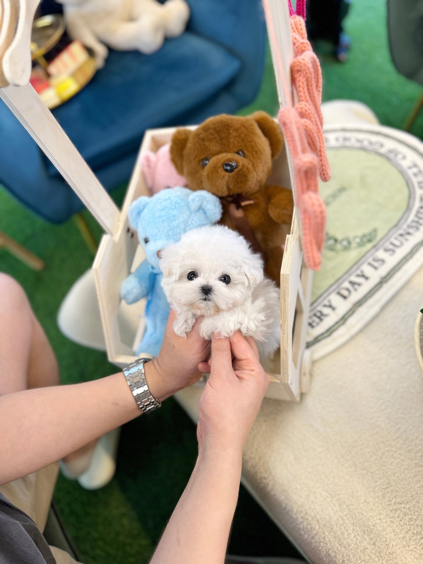 Mini Bichon Frise - Vada(Female) - Beautiful puppy teacup puppy with adorable features available for adoption from Velydog