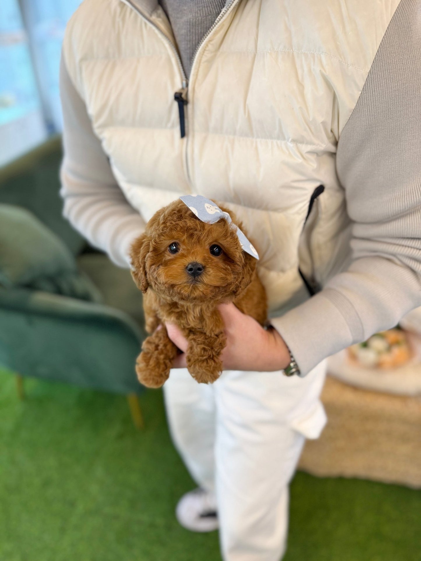 Mini Golden Doodle - Zio(Male) - Beautiful puppy teacup puppy with adorable features available for adoption from Velydog
