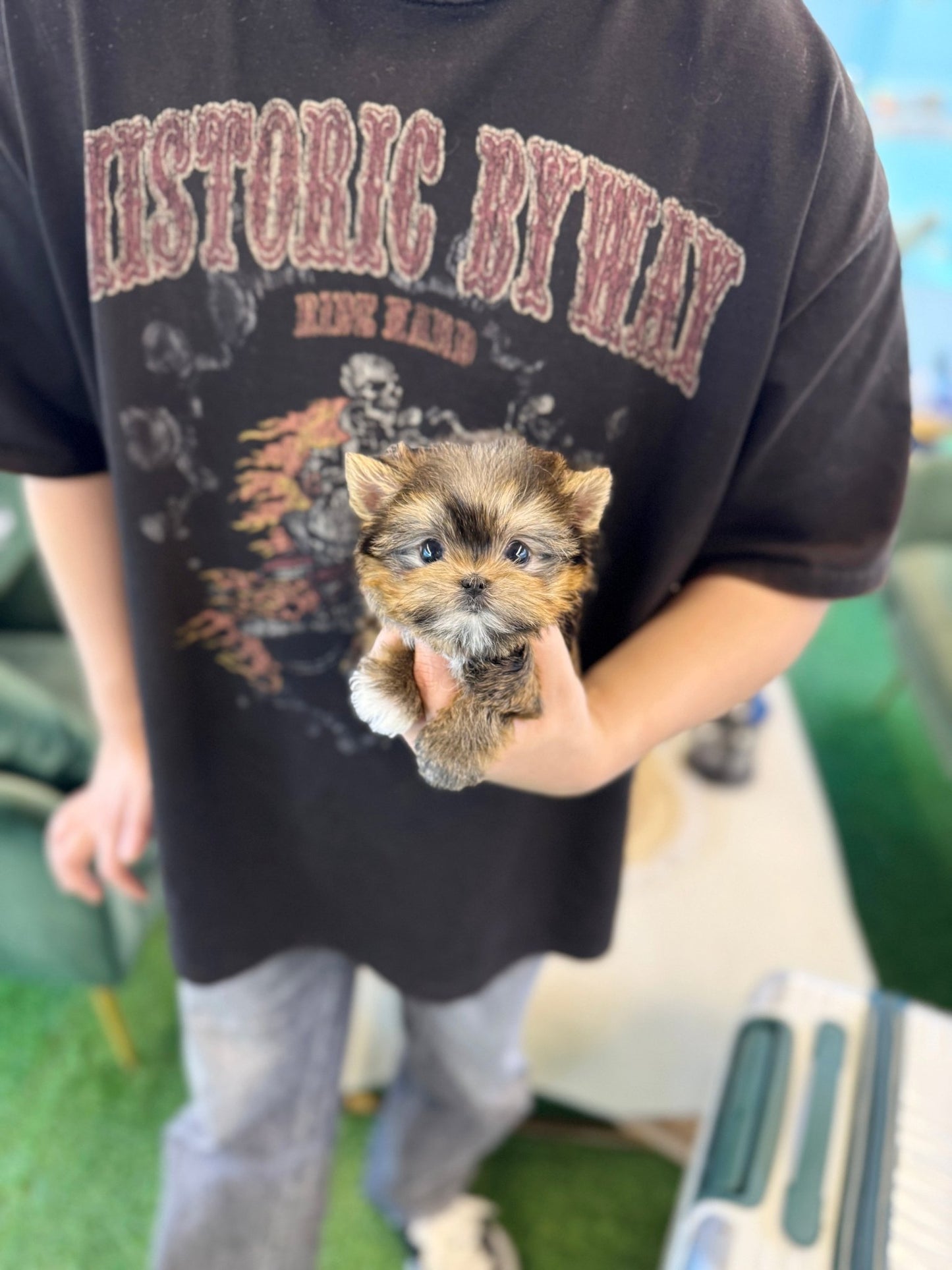 Morkie - Pumpkin(Male) - Beautiful puppy teacup puppy with adorable features available for adoption from Velydog