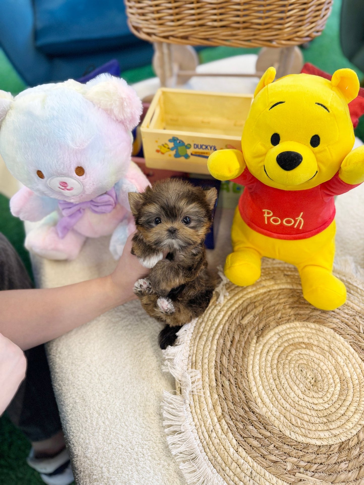 Morkie - Pumpkin(Male) - Beautiful puppy teacup puppy with adorable features available for adoption from Velydog