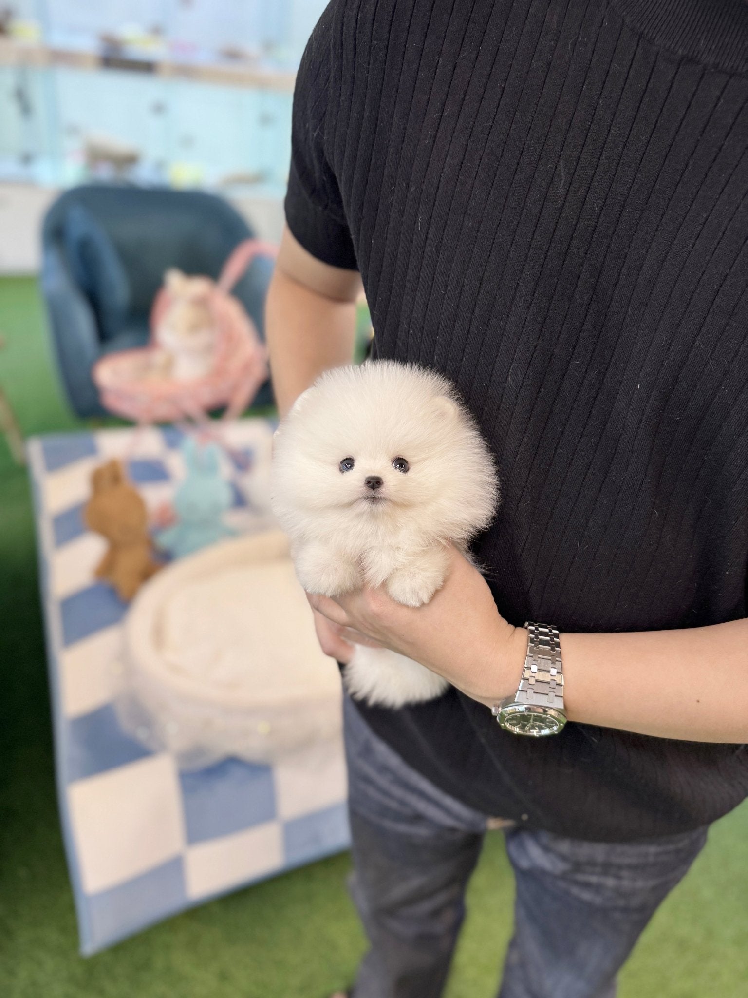 Pomeranian - Andre(Male) - Beautiful puppy teacup puppy with adorable features available for adoption from Velydog
