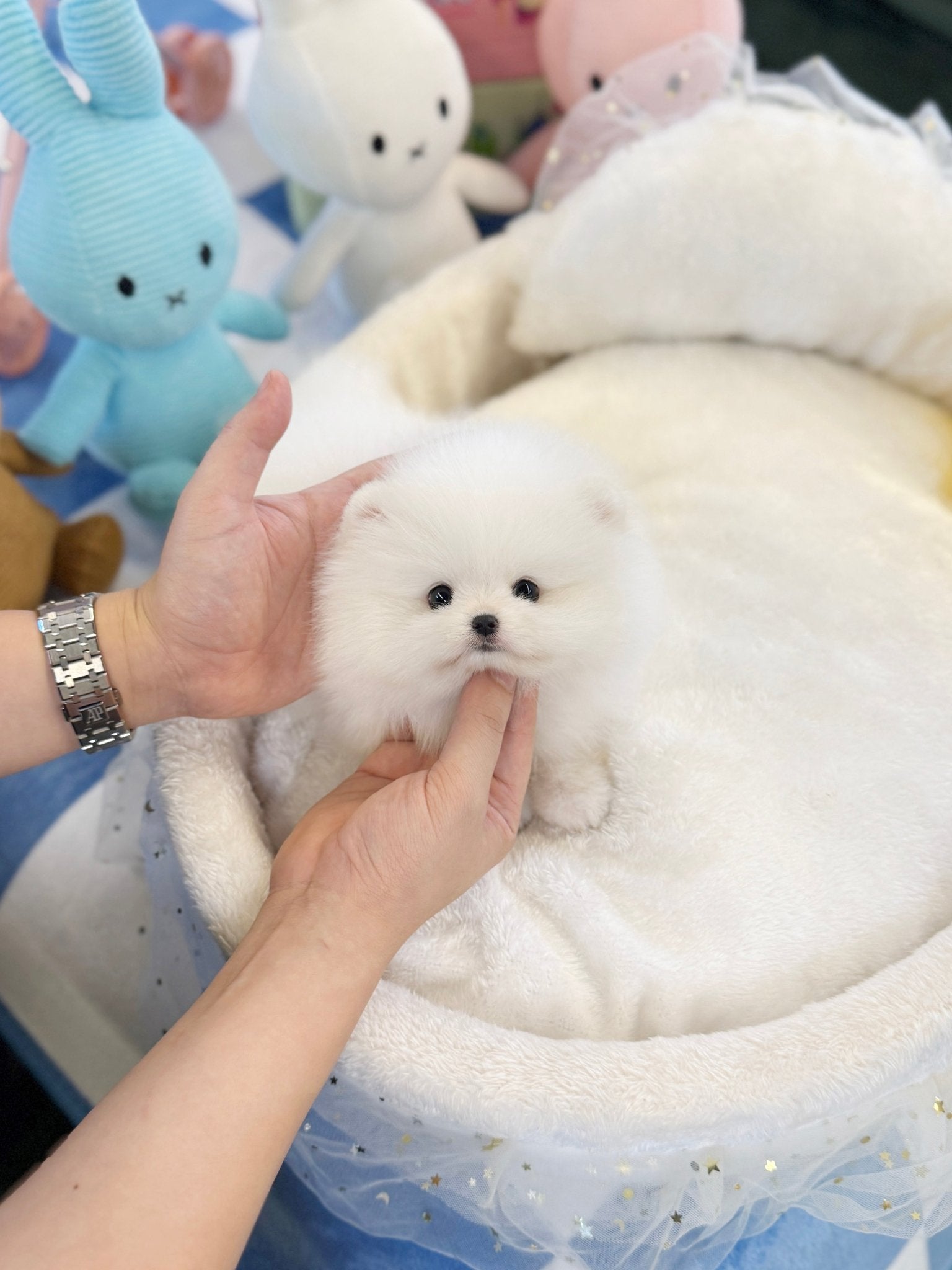 Pomeranian - Andre(Male) - Beautiful puppy teacup puppy with adorable features available for adoption from Velydog