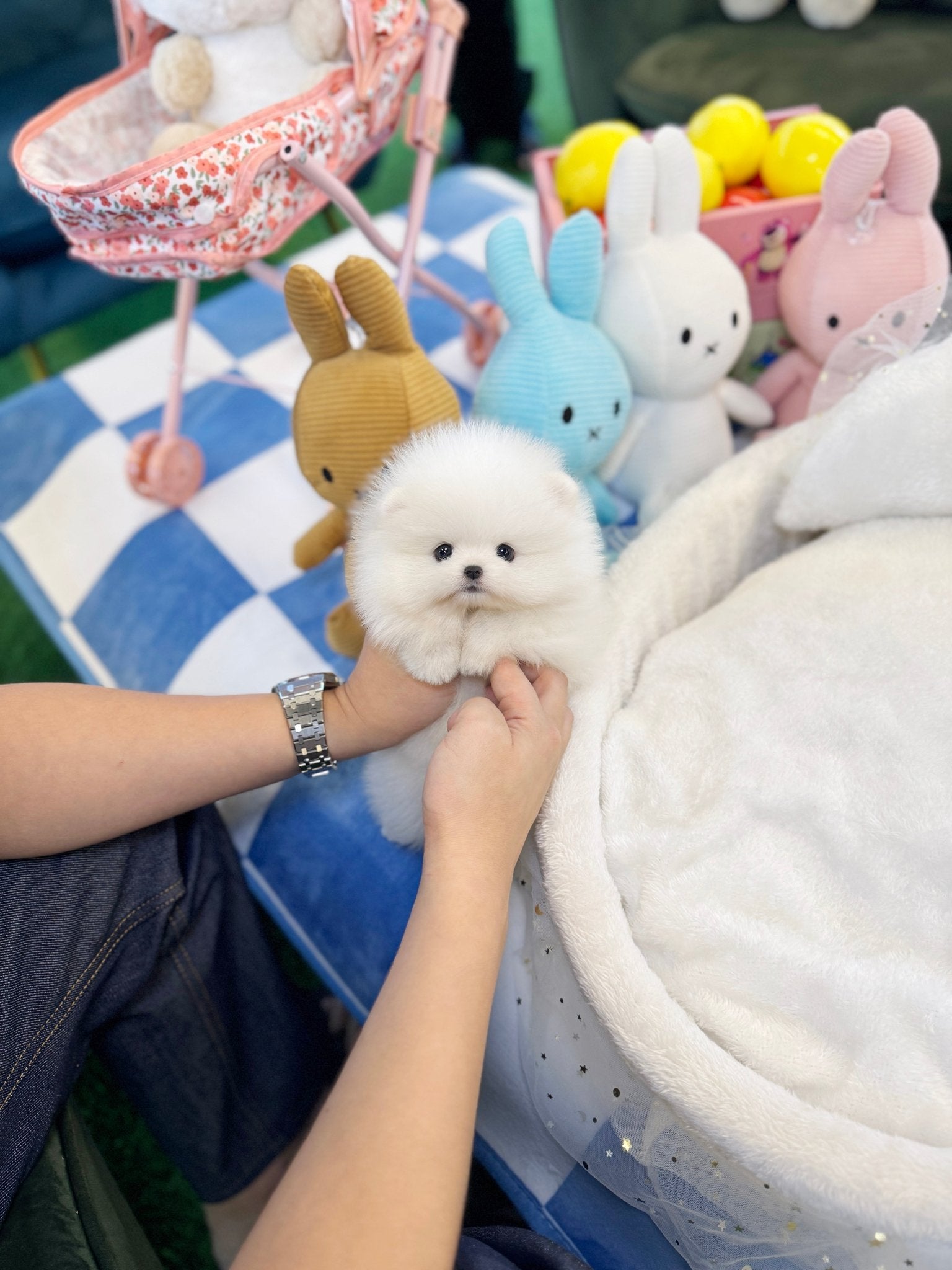 Pomeranian - Andre(Male) - Beautiful puppy teacup puppy with adorable features available for adoption from Velydog