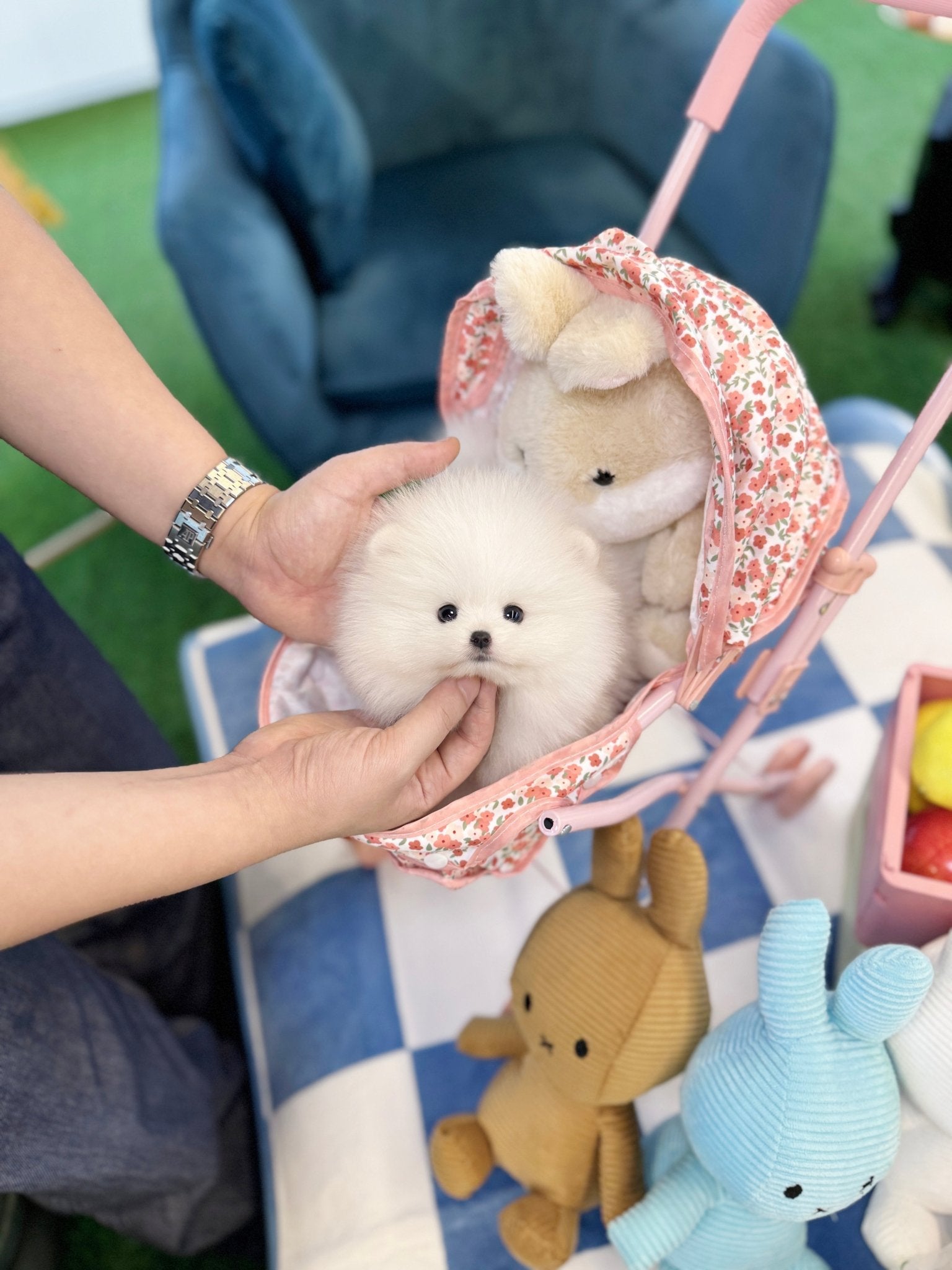 Pomeranian - Andre(Male) - Beautiful puppy teacup puppy with adorable features available for adoption from Velydog