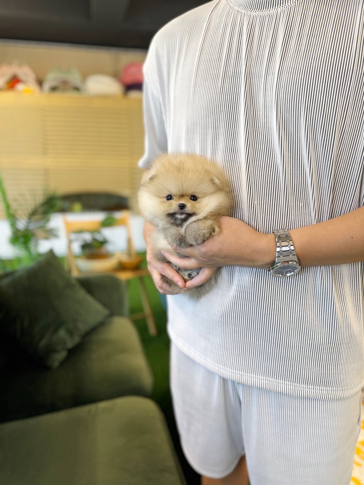 Pomeranian - Aya(Female) - Beautiful puppy teacup puppy with adorable features available for adoption from Velydog